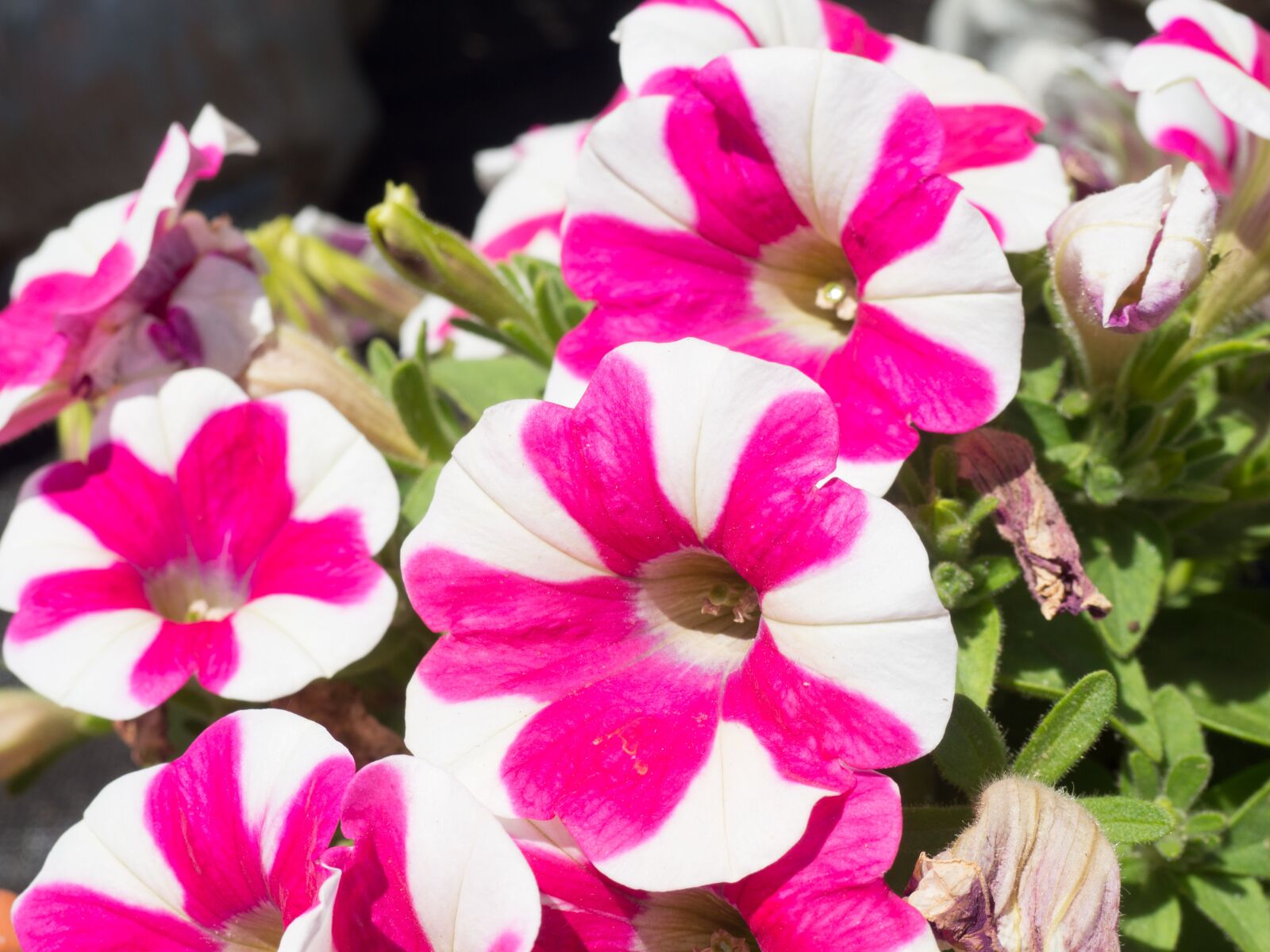 Olympus OM-D E-M10 sample photo. Flower, bloom, petals photography