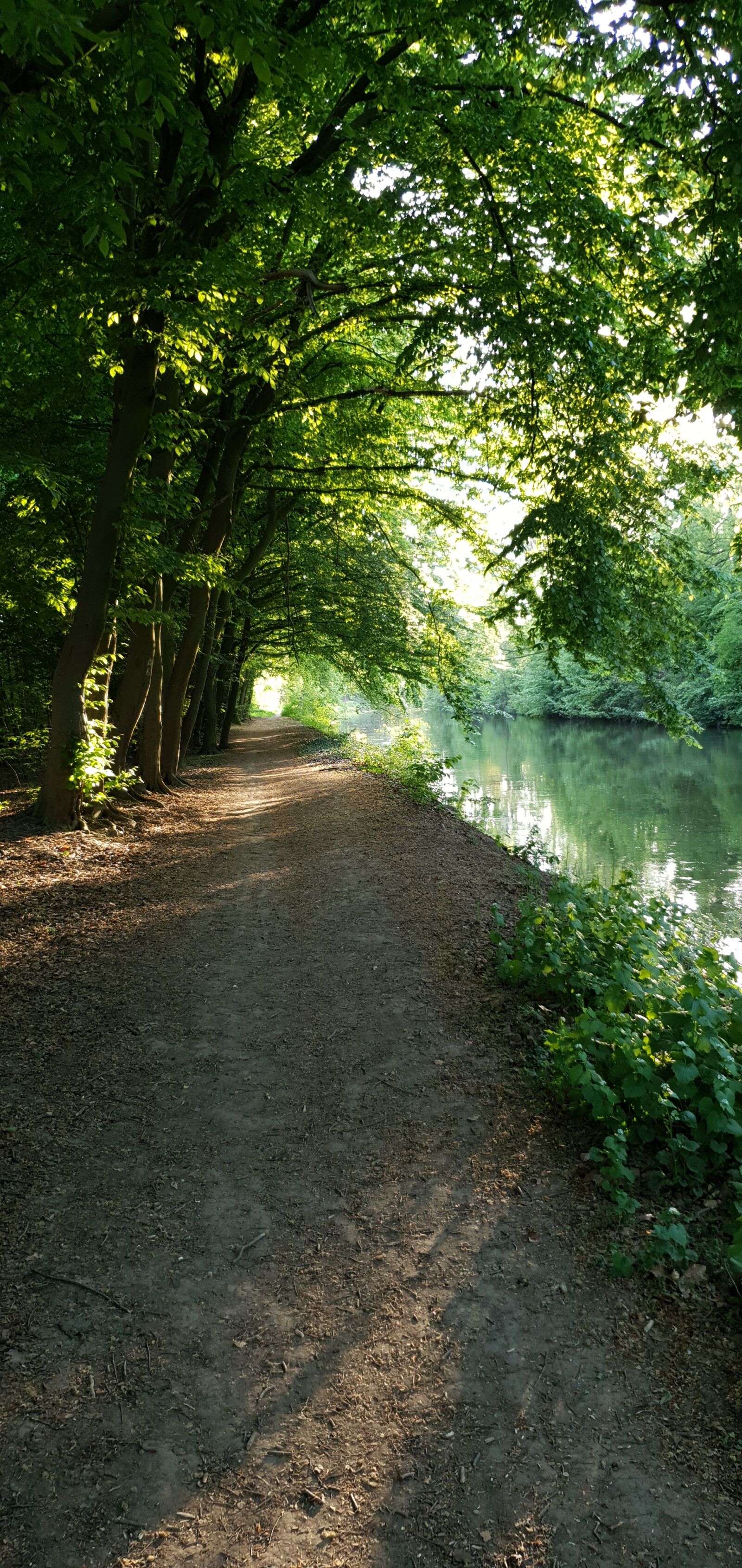 Samsung Galaxy S10 sample photo. Forest path, evening sun photography