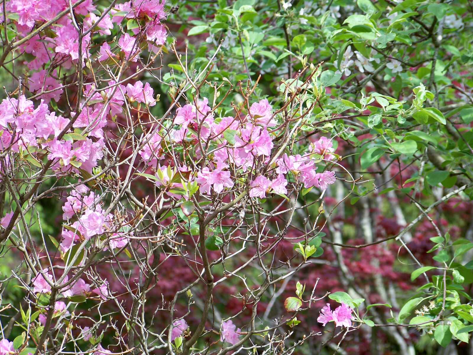 Kodak EASYSHARE Z1012 IS DIGITAL CAMERA sample photo