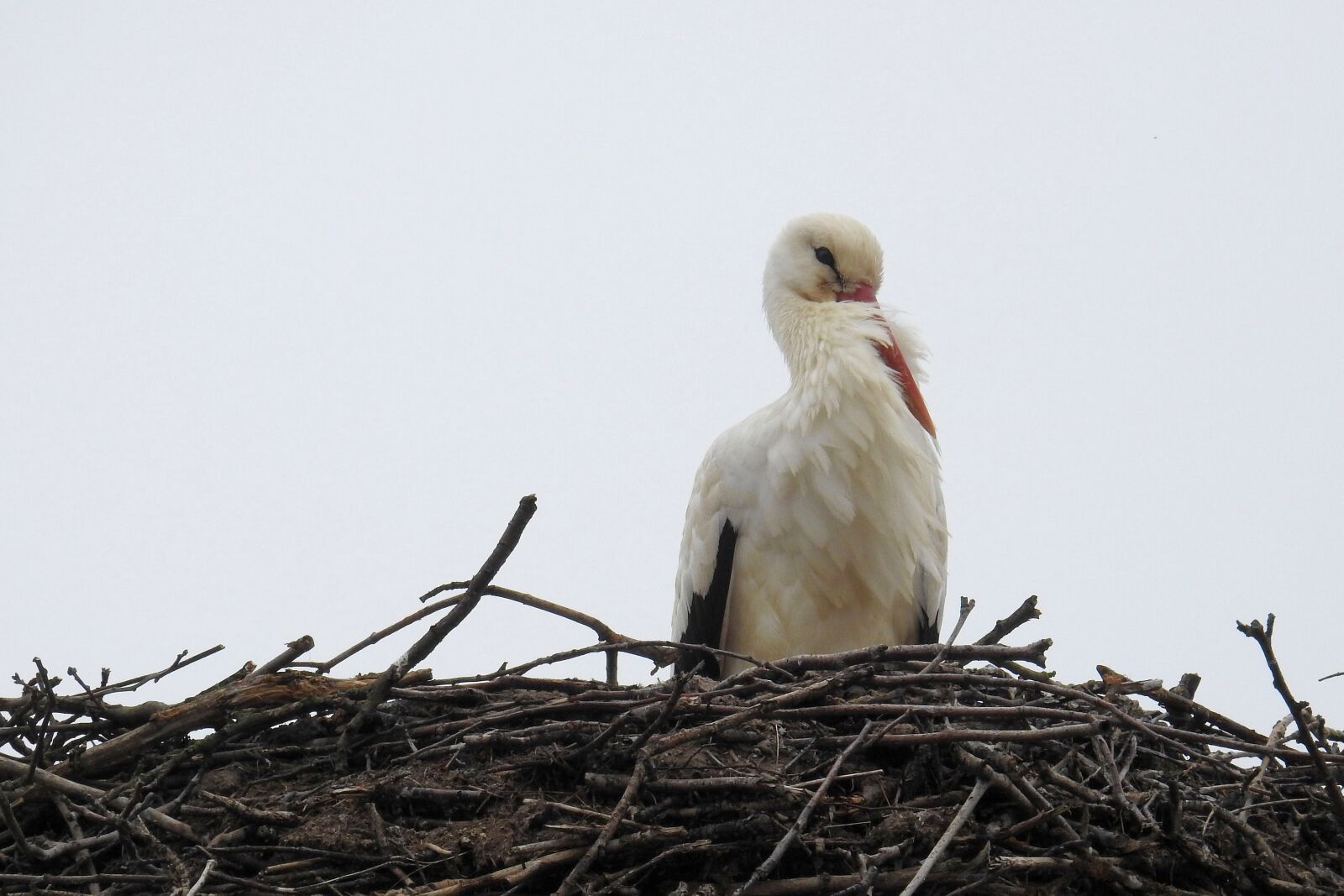 Nikon Coolpix P900 sample photo. Stork, bird, nature photography