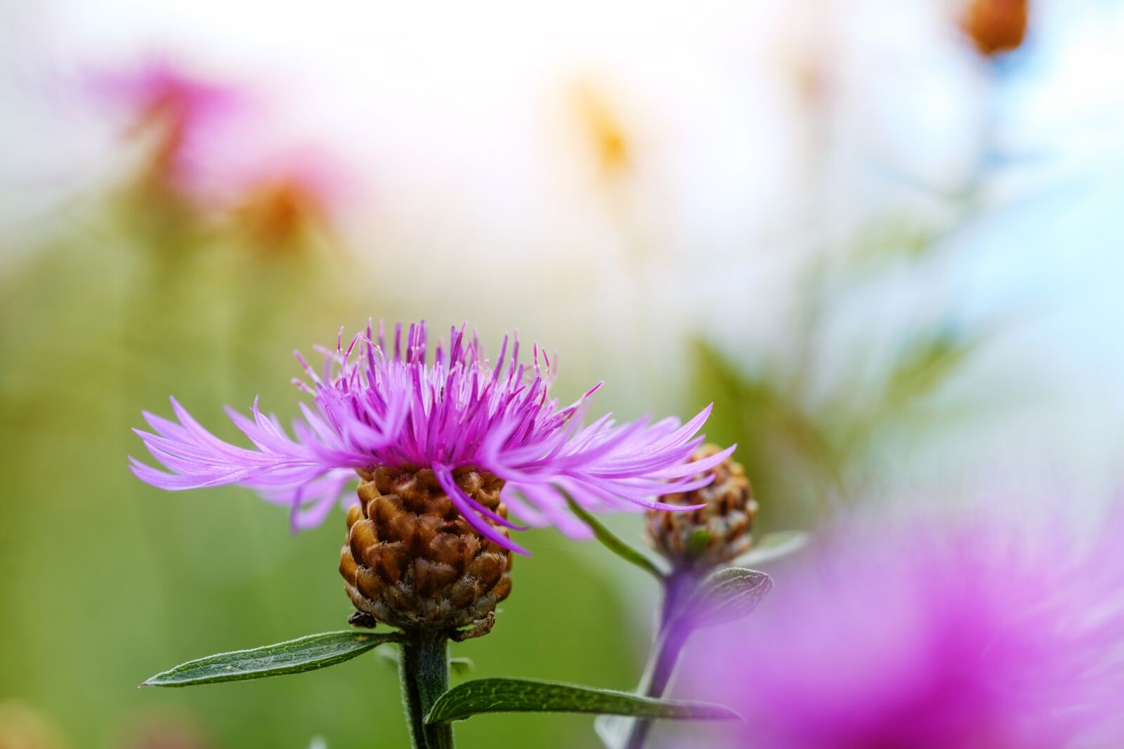 Fujifilm X-T2 + Fujifilm XF 80mm F2.8 R LM OIS WR Macro sample photo. Cornflower, composites, asteraceae photography