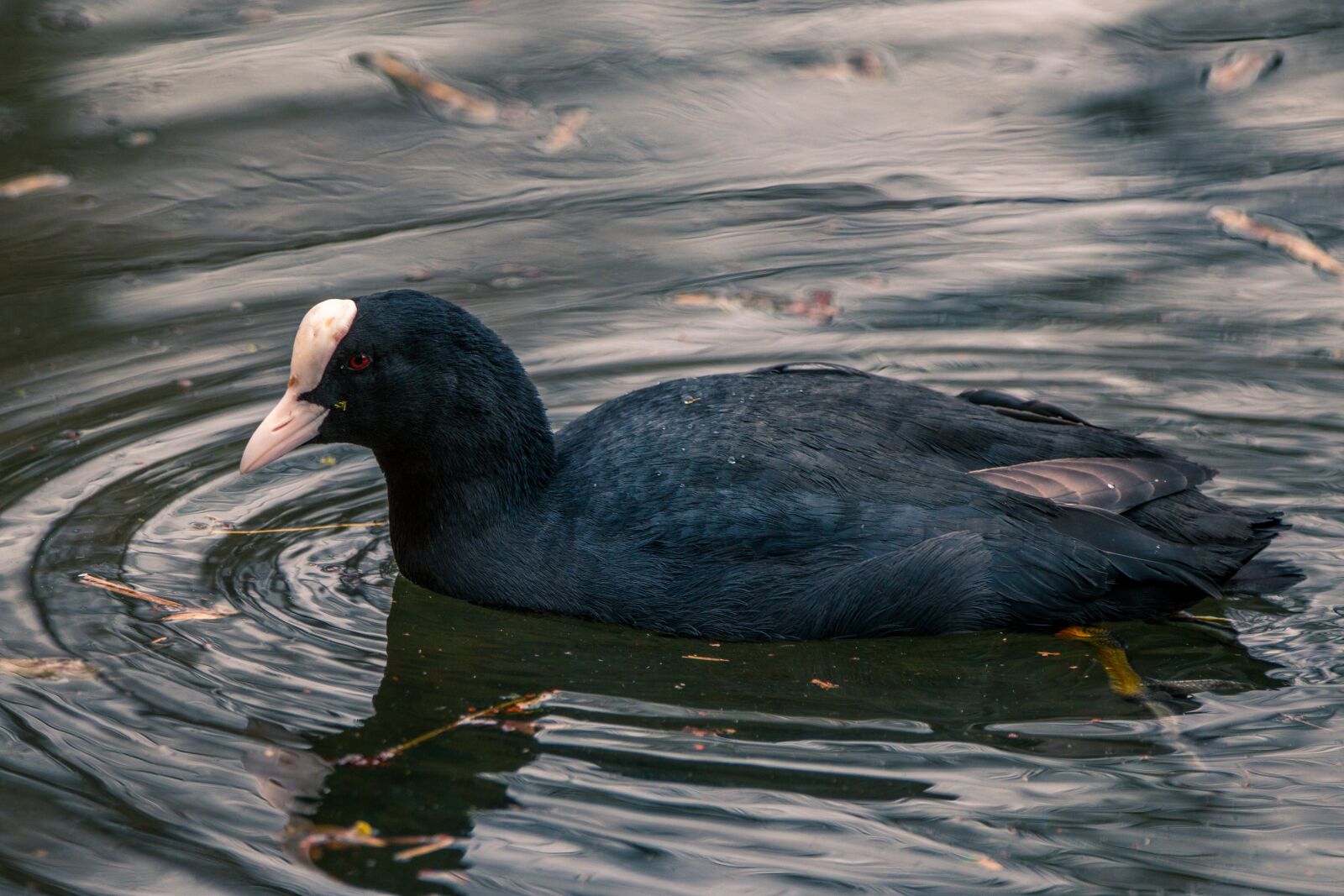 150-600mm F5-6.3 DG OS HSM | Contemporary 015 sample photo. Coot, duck, water bird photography