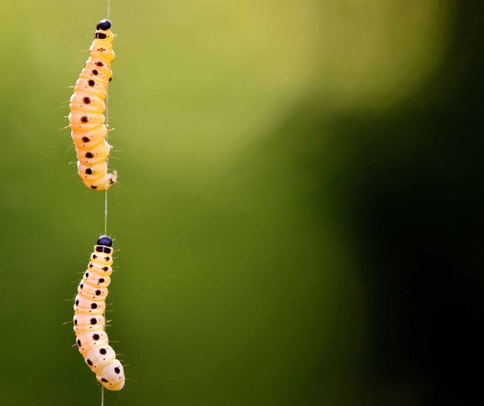 Nikon D7200 sample photo. Larva, wax moth, galleriinae photography