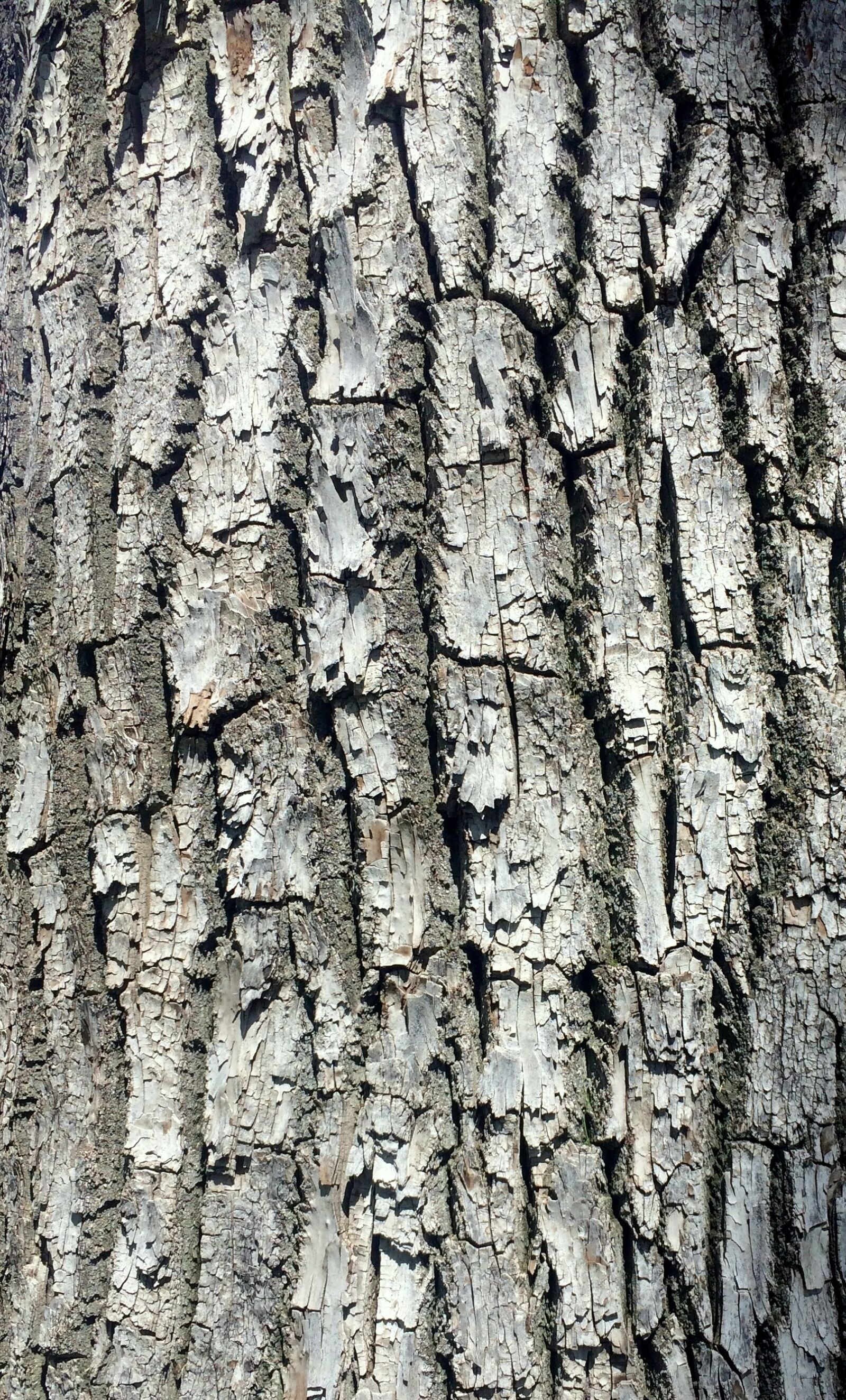 Apple iPhone 5s sample photo. Tree, tree trunk, trunk photography