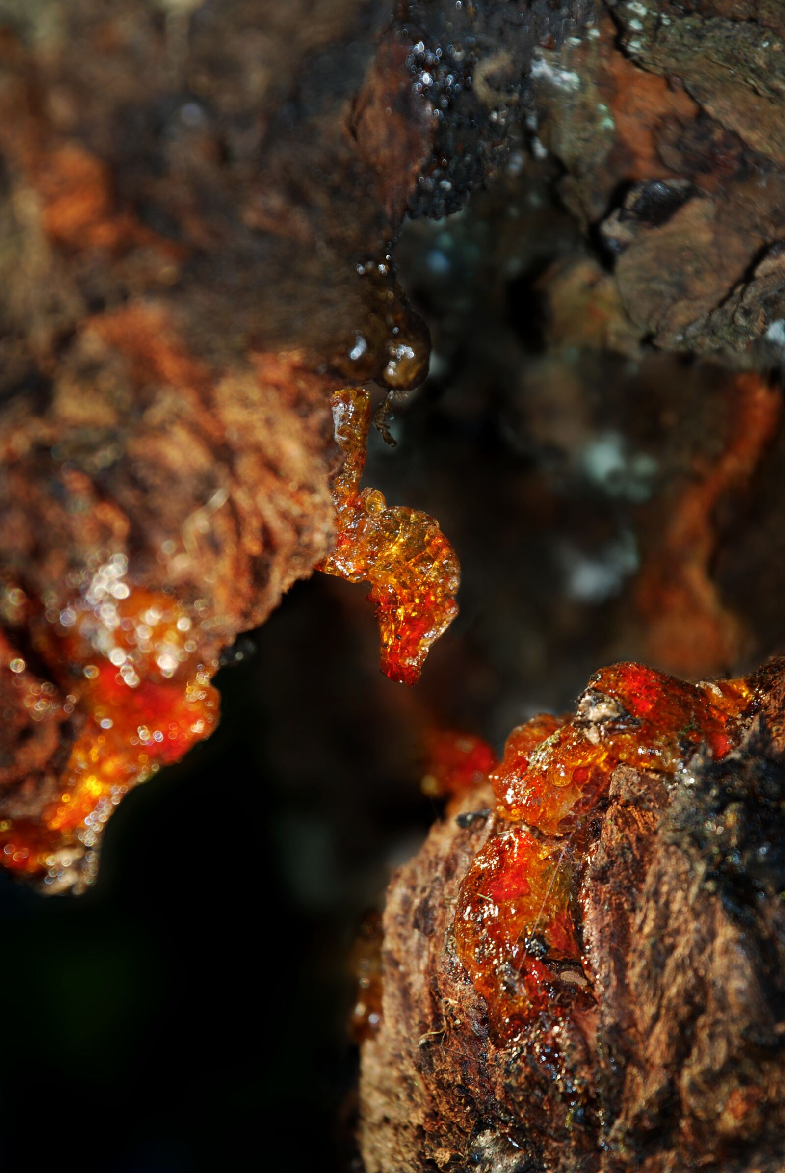 Nikon D80 sample photo. Bernstein, bitumen, tree photography