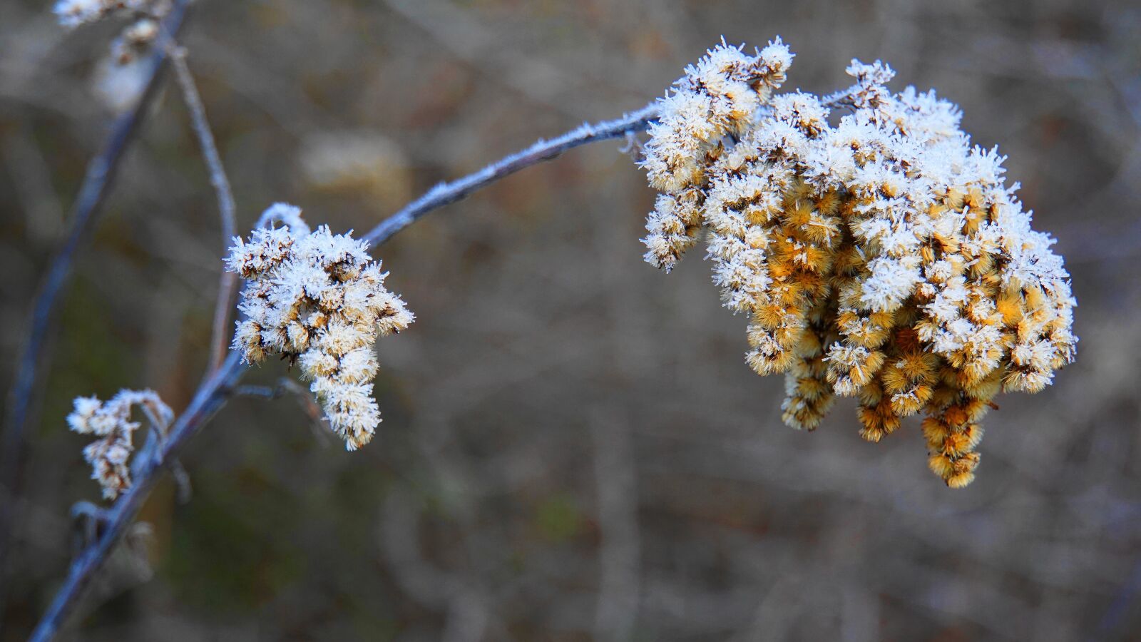 Sony E 18-200mm F3.5-6.3 OSS LE sample photo. Winter, eiskristalle, ice photography