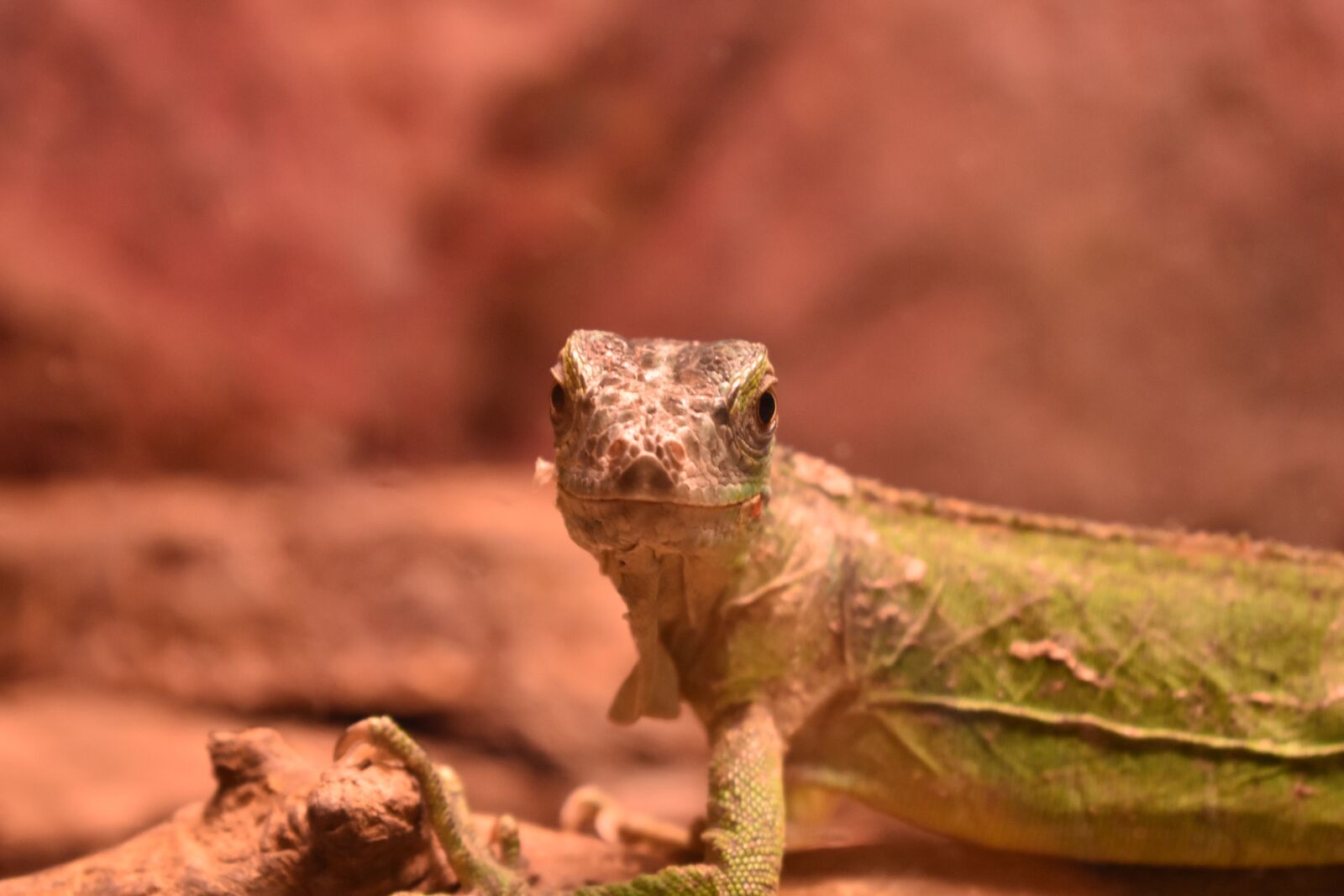 Nikon D5500 sample photo. Nature, wildlife, animal photography
