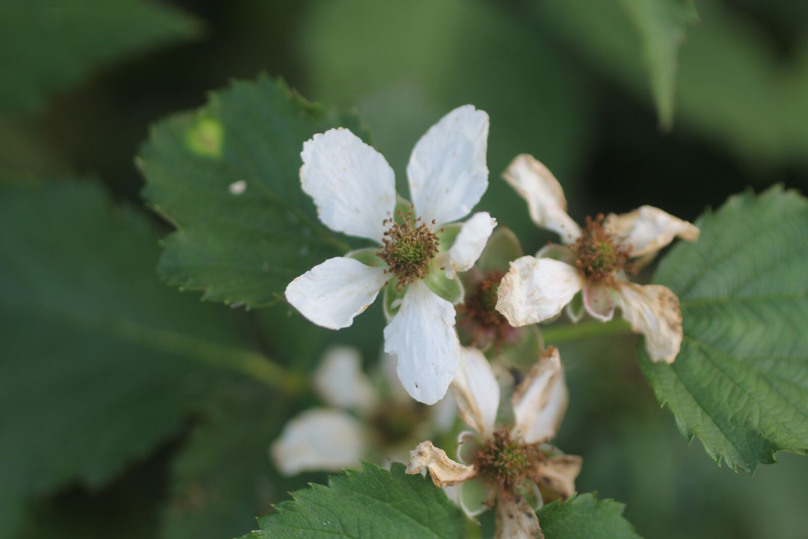 Canon EOS 60D sample photo. Berry flower, flower, white photography