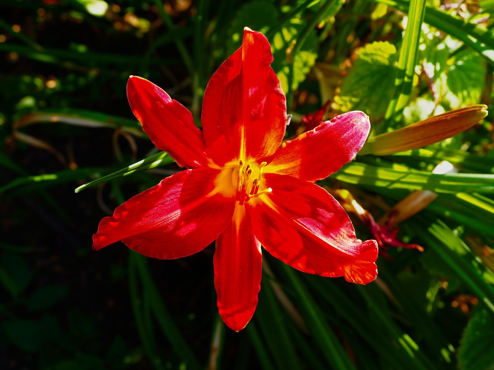 Olympus OM-D E-M10 II sample photo. Detail, lily, flower photography