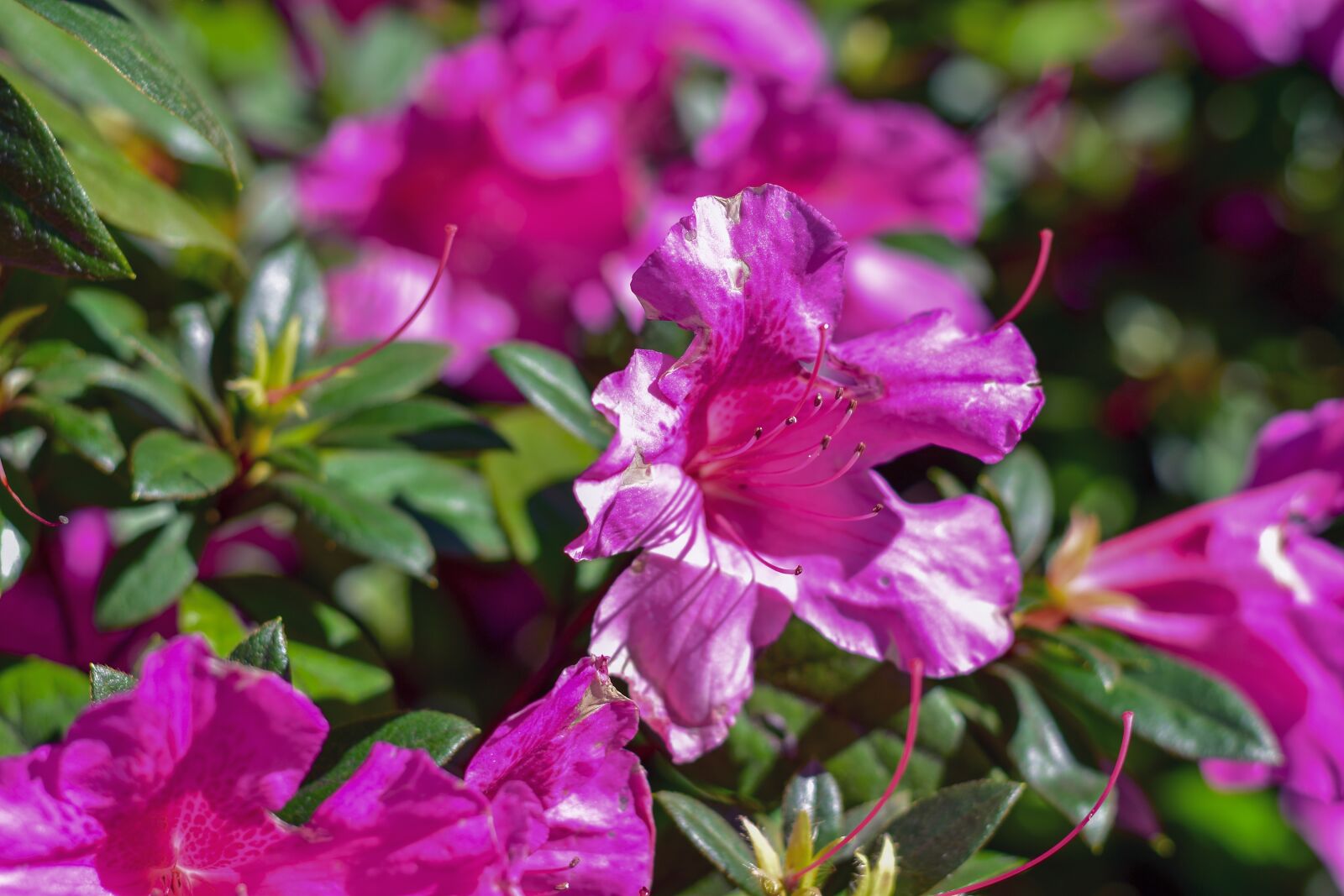 Nikon D5500 sample photo. Flowers, pink, plant photography