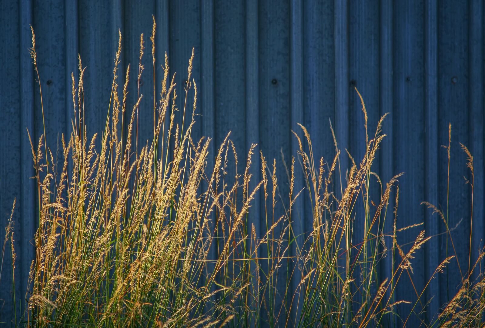 Canon EOS 5D sample photo. Nature, architecture, grass photography
