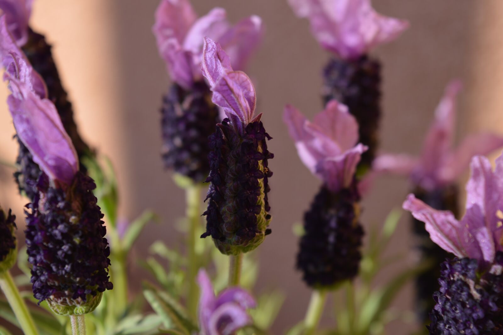 Nikon D3200 sample photo. Lavender, violet, flowers photography