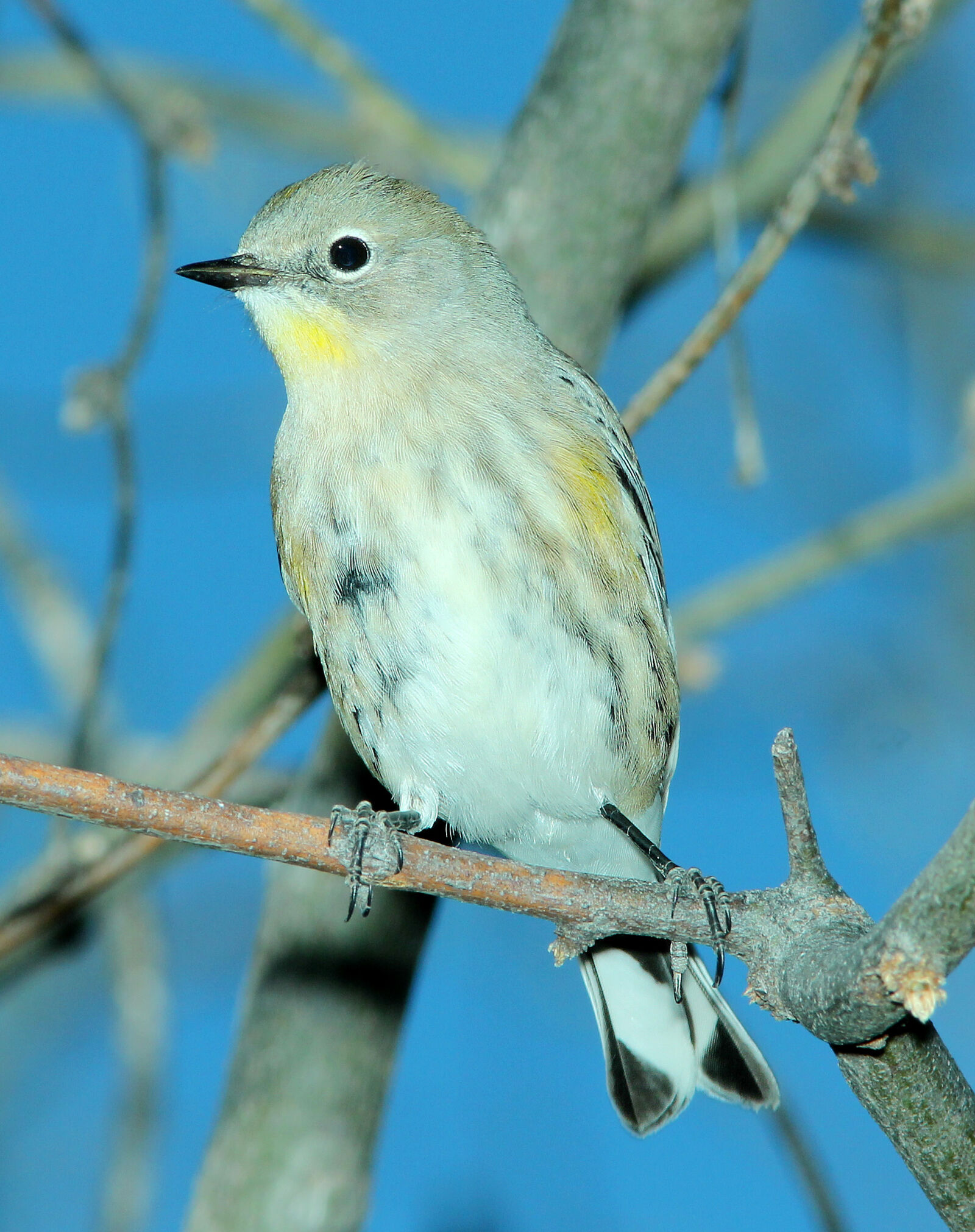 Canon EF 300mm F4L IS USM sample photo