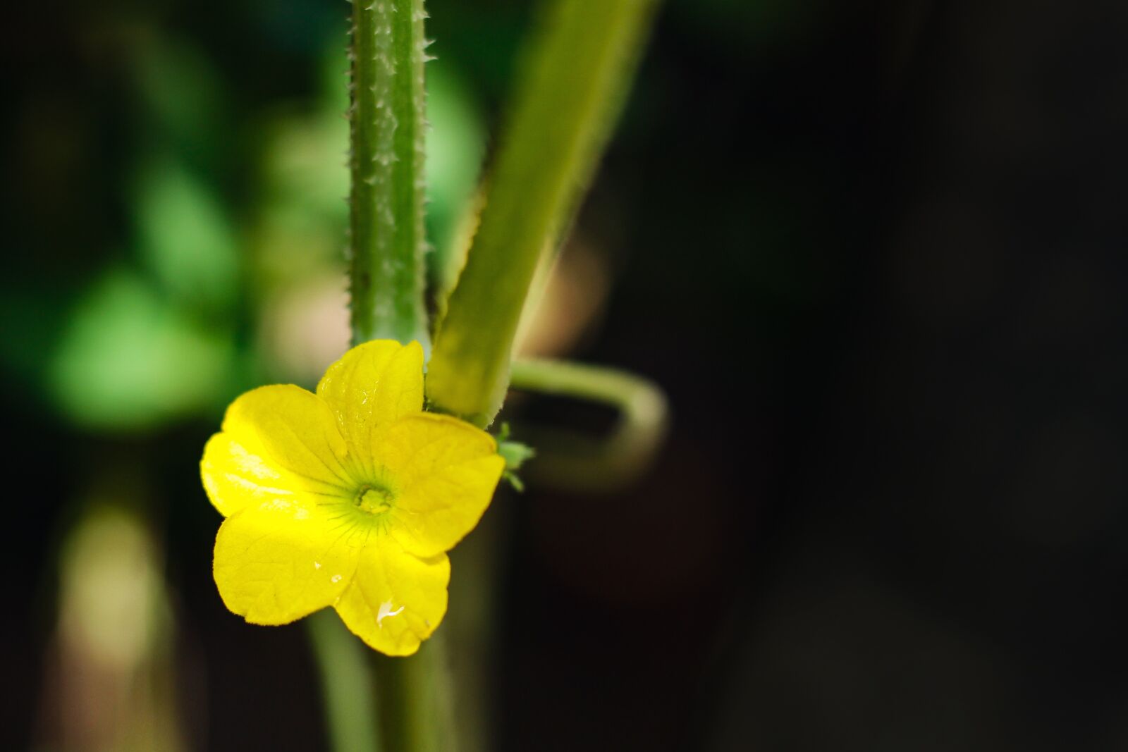 Canon EOS 50D sample photo. Pumpkin flower, yellow flower photography