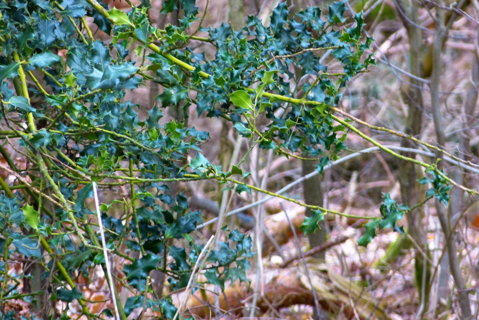 Panasonic Lumix DMC-FZ150 sample photo. Forest, green, autumn photography