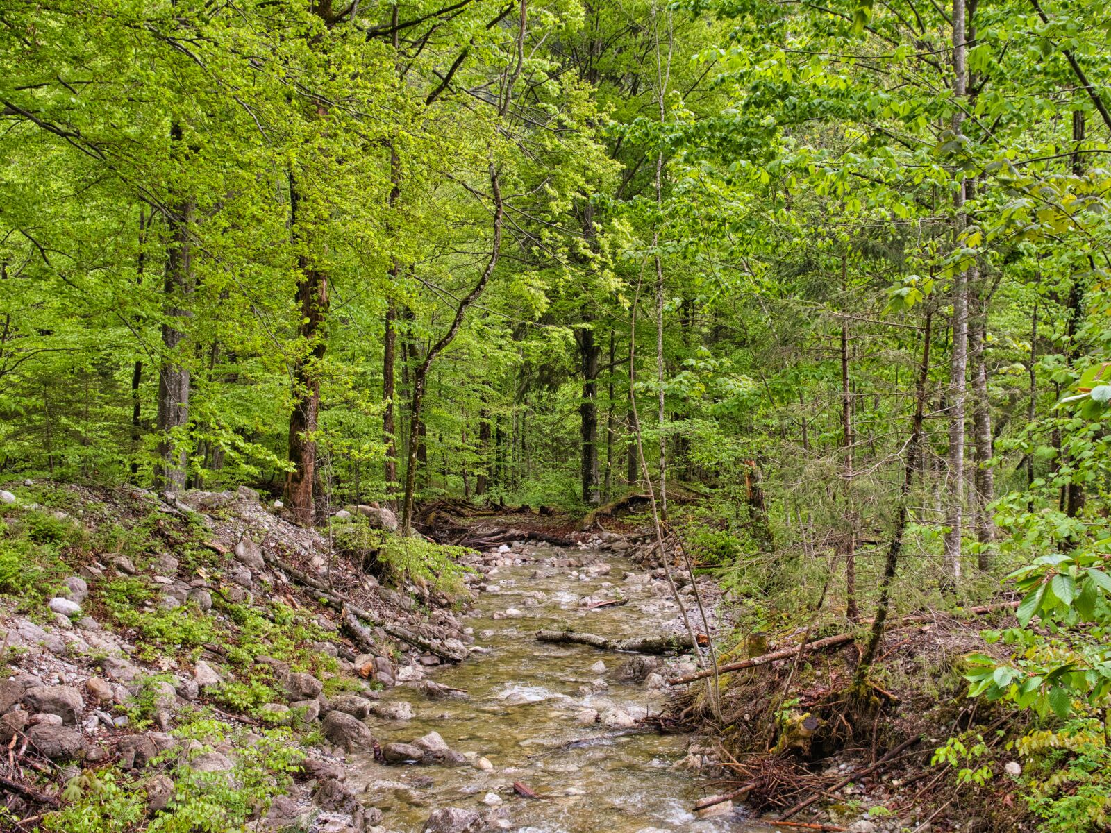 Nikon D7500 sample photo. Bach, torrent, nature photography