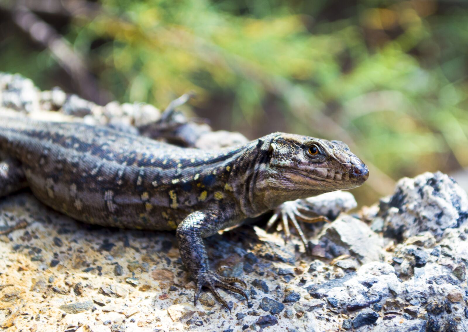 Nikon D3200 sample photo. Lizard, reptile, animal photography