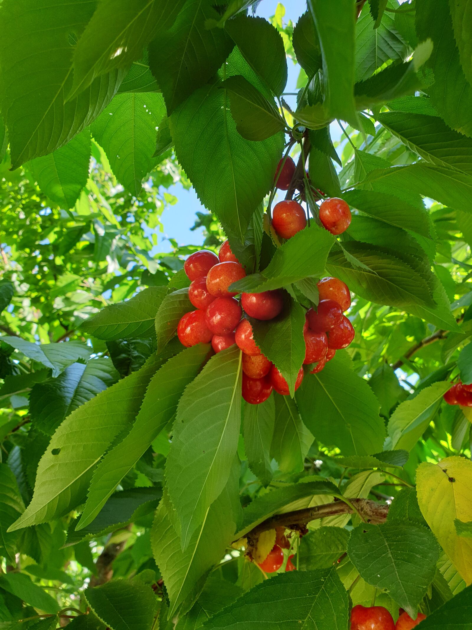 Samsung Galaxy S9+ sample photo. Cherry, cherries, red photography
