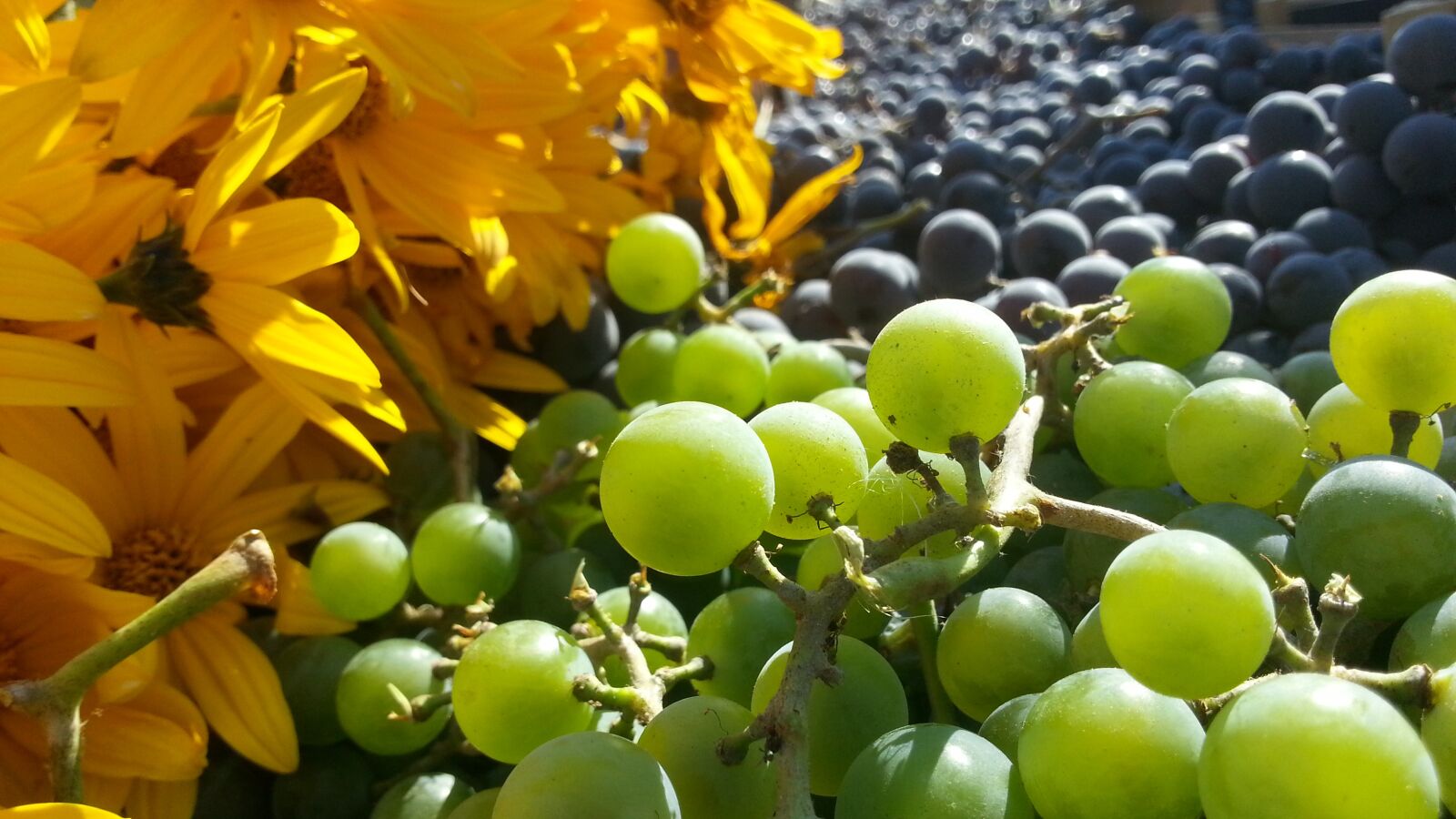 Samsung Galaxy S3 sample photo. Grapes, flowers, autumn photography