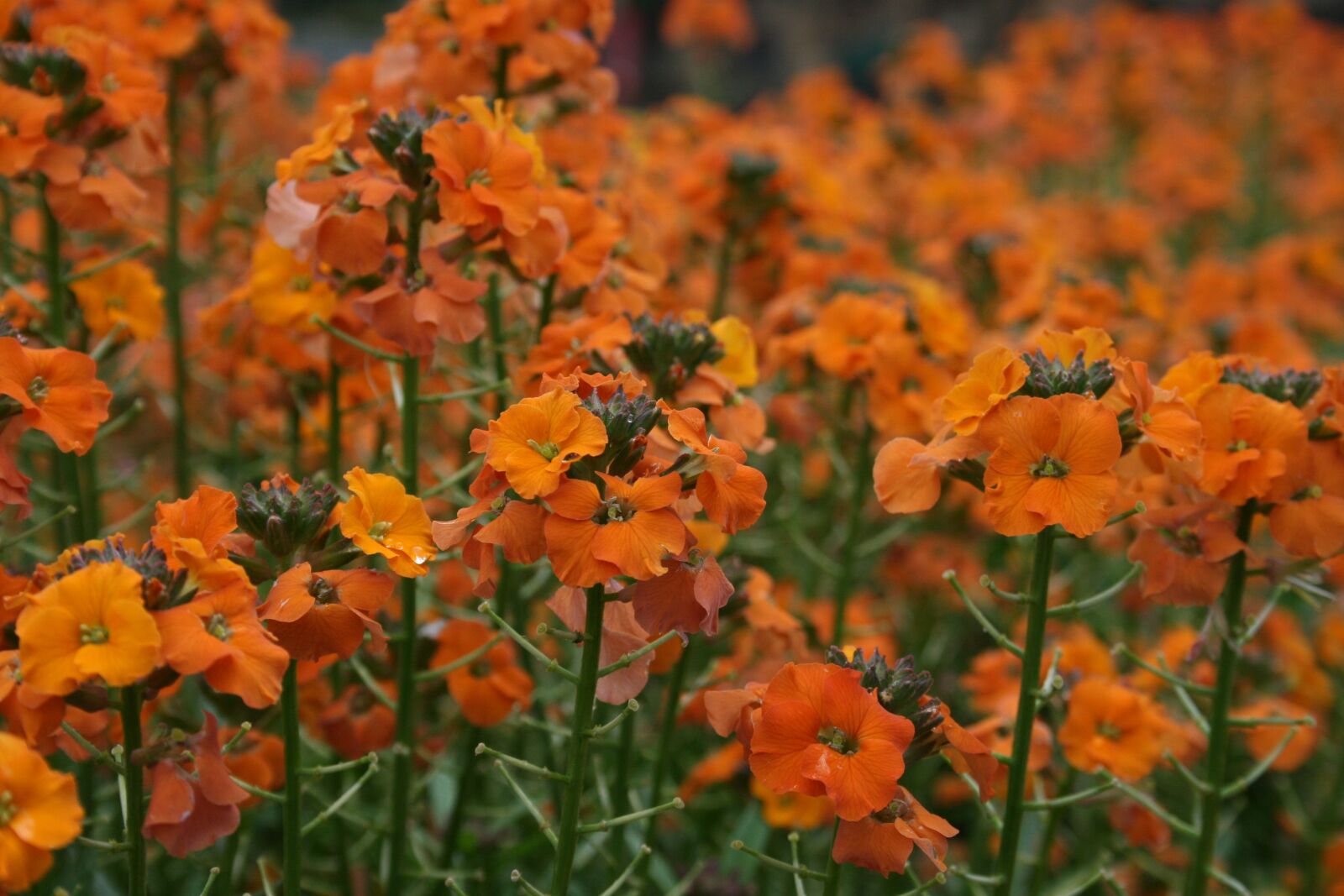 Canon EOS 400D (EOS Digital Rebel XTi / EOS Kiss Digital X) sample photo. Flowers, orange, nature photography
