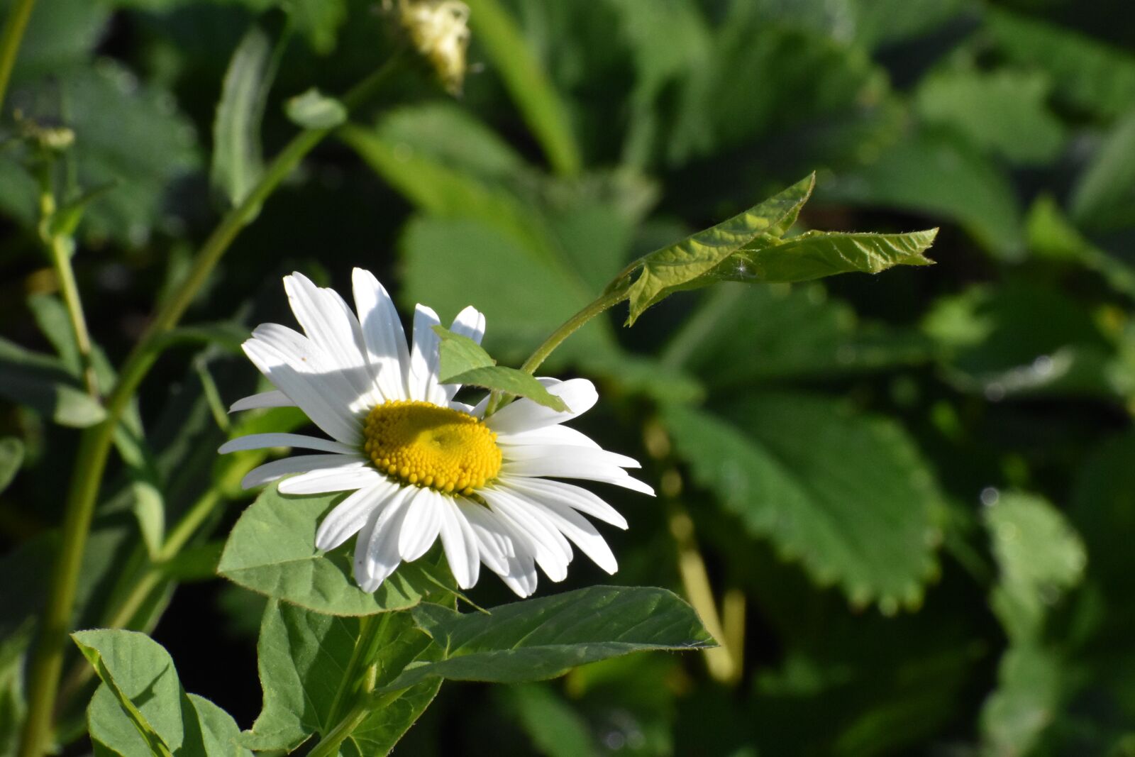 Nikon D3400 sample photo. Daisy, flower, vjun photography