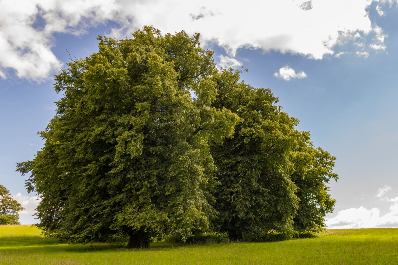 Canon EOS 1200D (EOS Rebel T5 / EOS Kiss X70 / EOS Hi) sample photo. Lone tree, tree, landscape photography