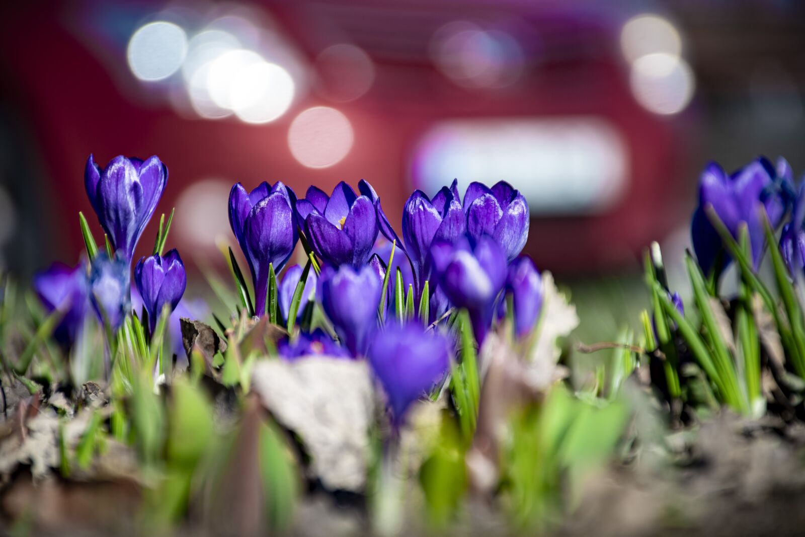 Nikon D7500 sample photo. Flowers, flower, closeup photography