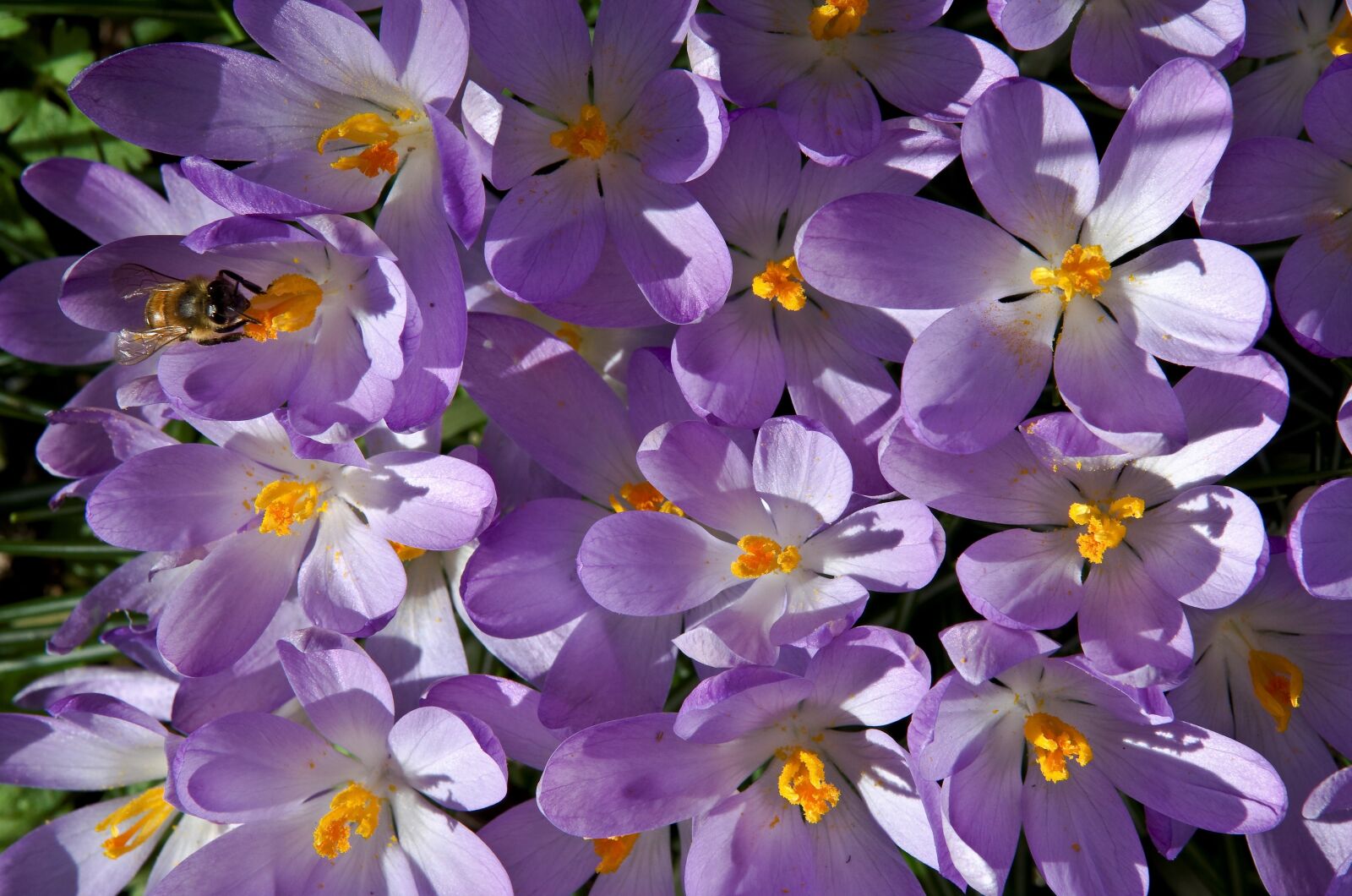 Pentax K-30 sample photo. Crocus, purple, spring photography