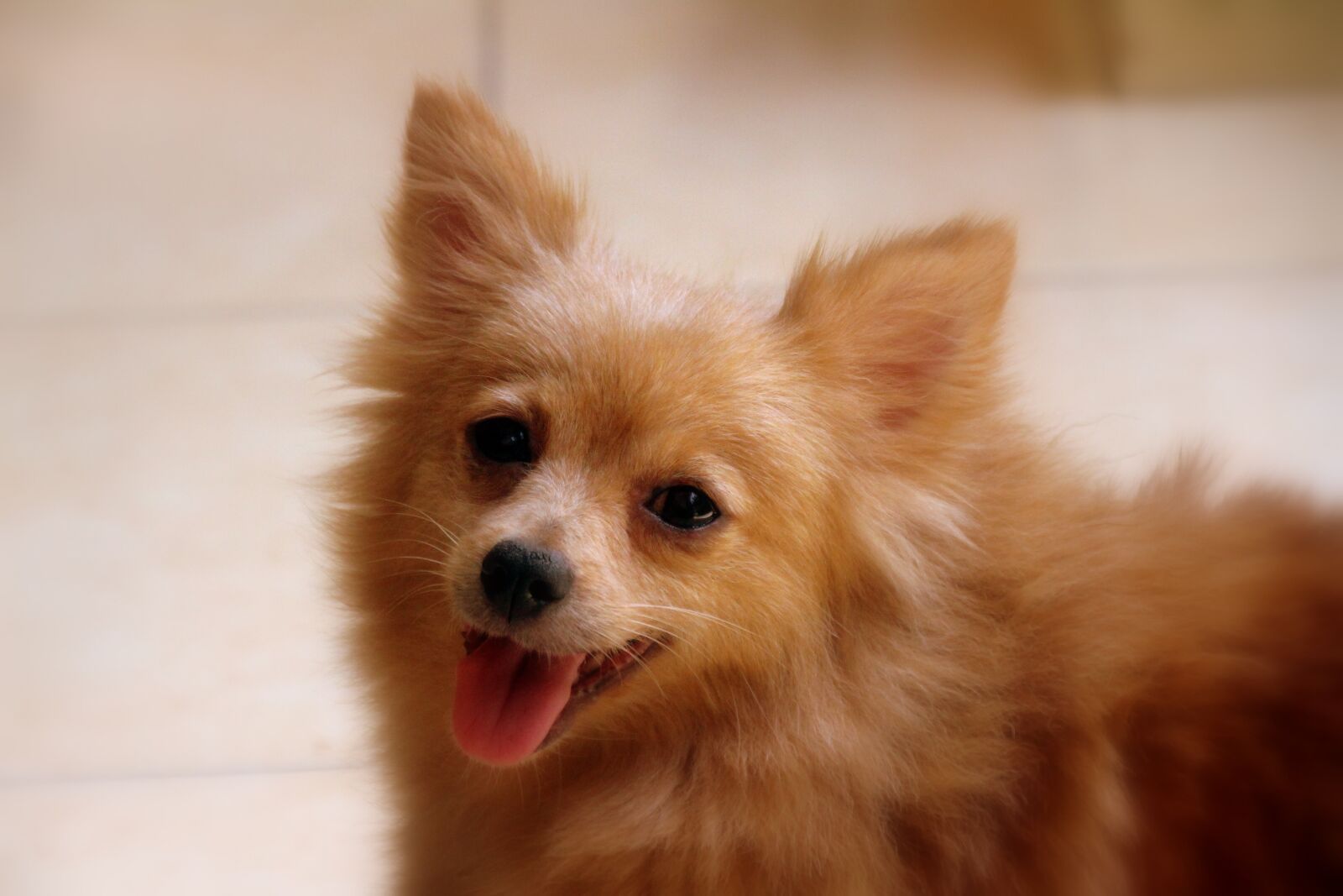 Canon EOS 700D (EOS Rebel T5i / EOS Kiss X7i) sample photo. Dwarf spitz, pointed, dog photography