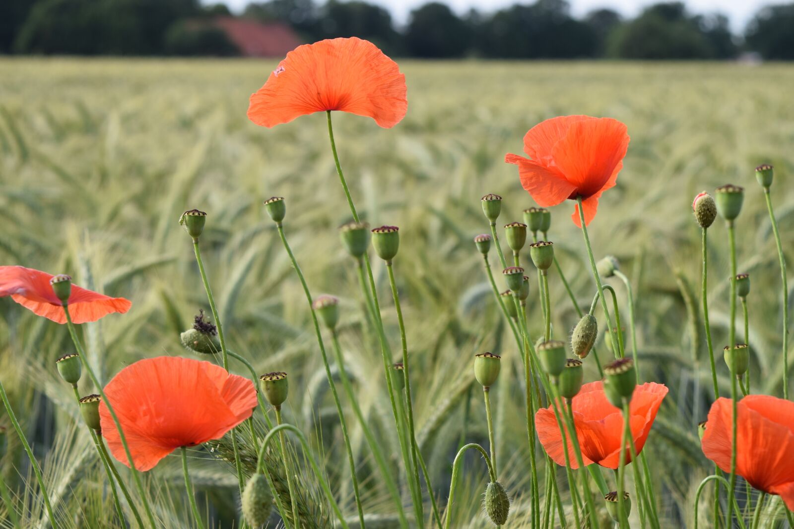 Nikon D5300 sample photo. Poppy, flower, nature photography