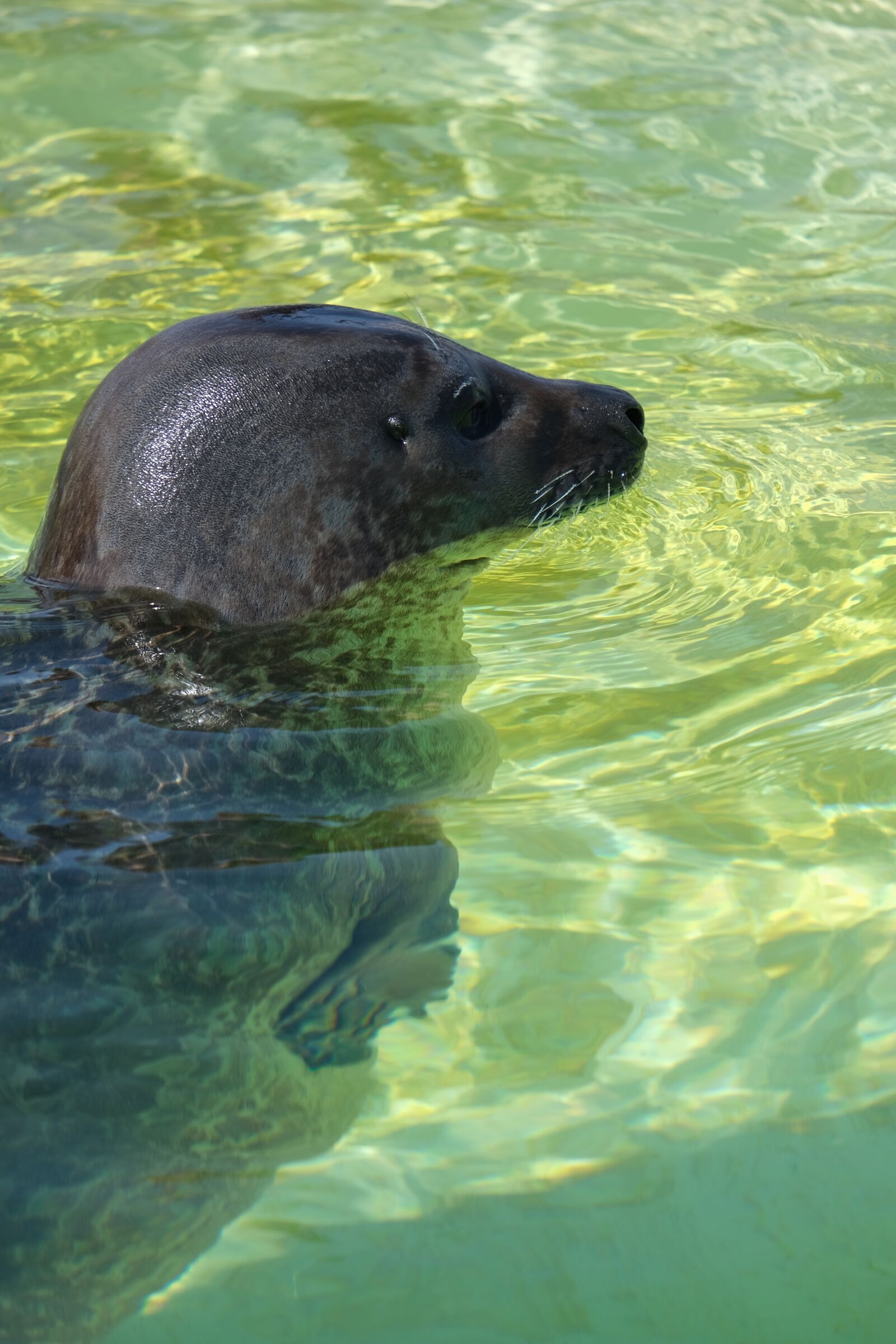 Fujifilm XF 55-200mm F3.5-4.8 R LM OIS sample photo. Seal, animal, sea photography