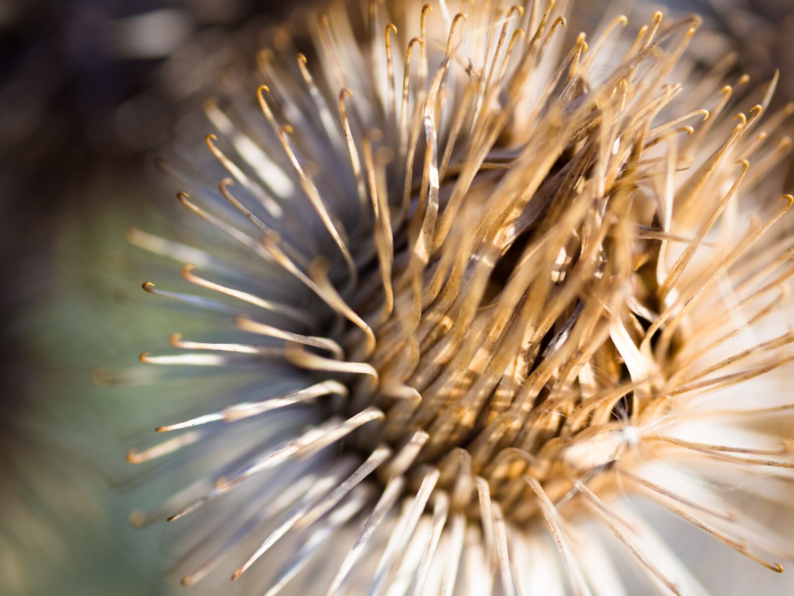 Panasonic Lumix G Macro 30mm F2.8 ASPH Mega OIS sample photo. Thistle, faded, prickly photography