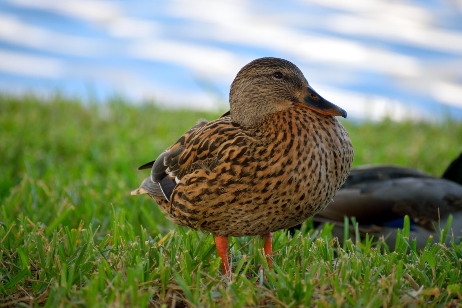 Nikon D3300 sample photo. Duck, wildlife, bird photography
