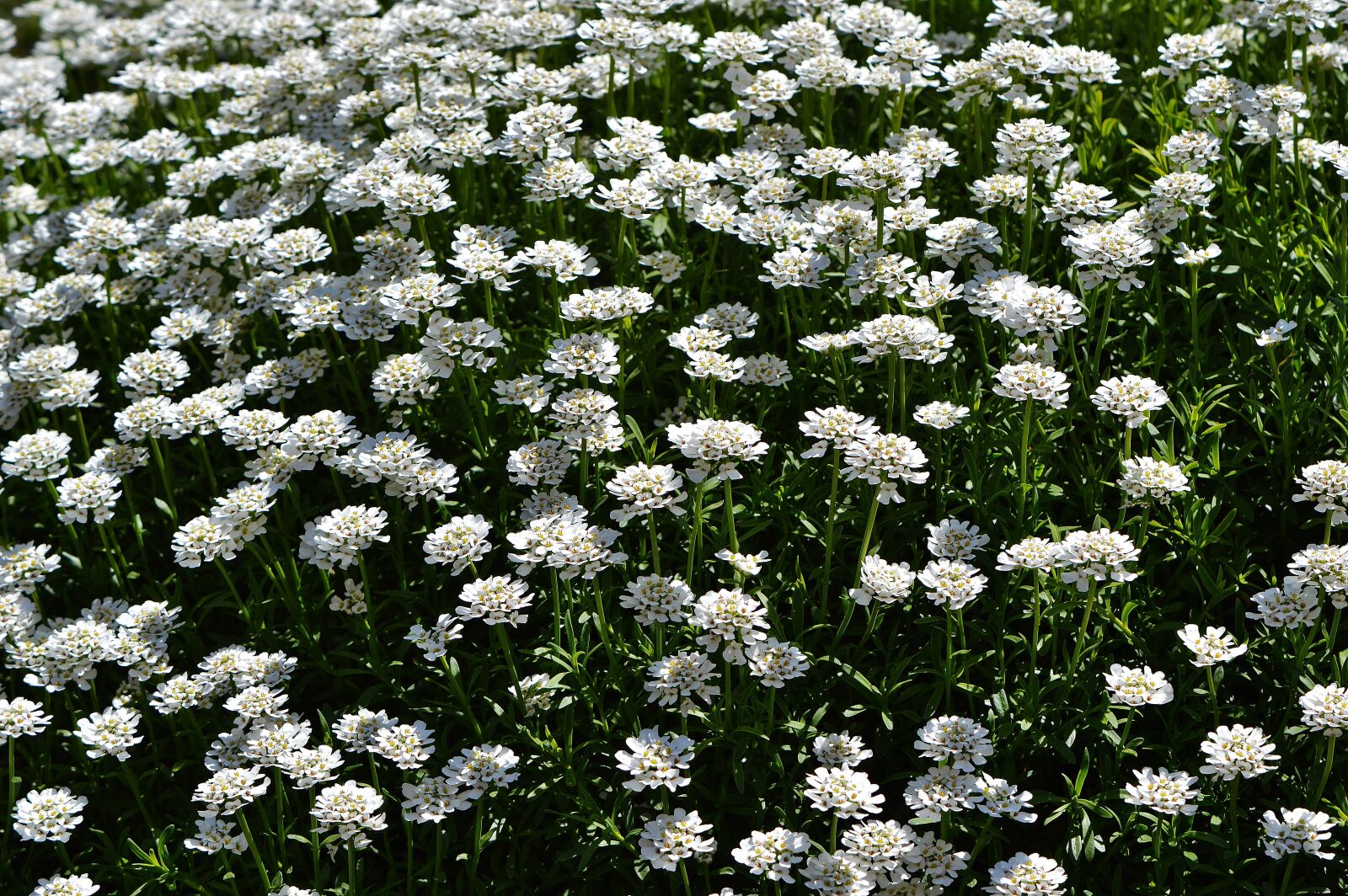 Nikon D3200 sample photo. Flowers, white, wildflowers photography