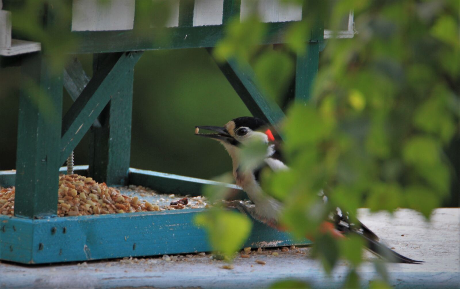 Tamron SP 150-600mm F5-6.3 Di VC USD sample photo. Great spotted woodpecker, feeding photography