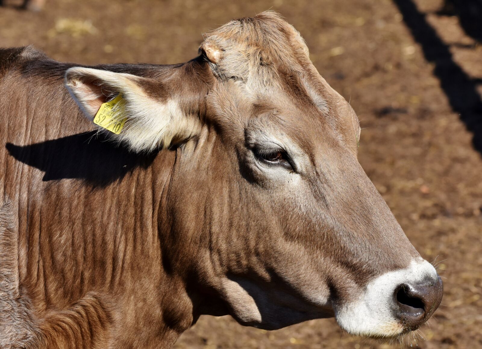 Nikon D7200 sample photo. Cow, beef, agriculture photography