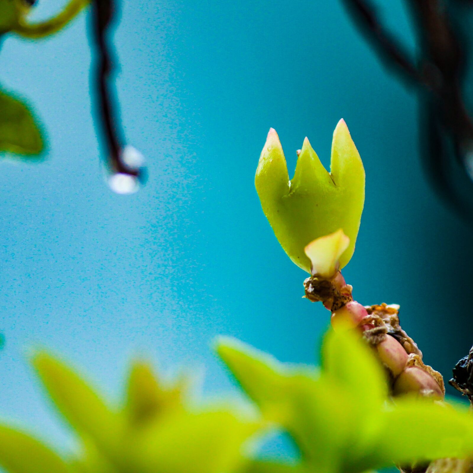 Canon EOS 600D (Rebel EOS T3i / EOS Kiss X5) sample photo. Plant, macro, water photography