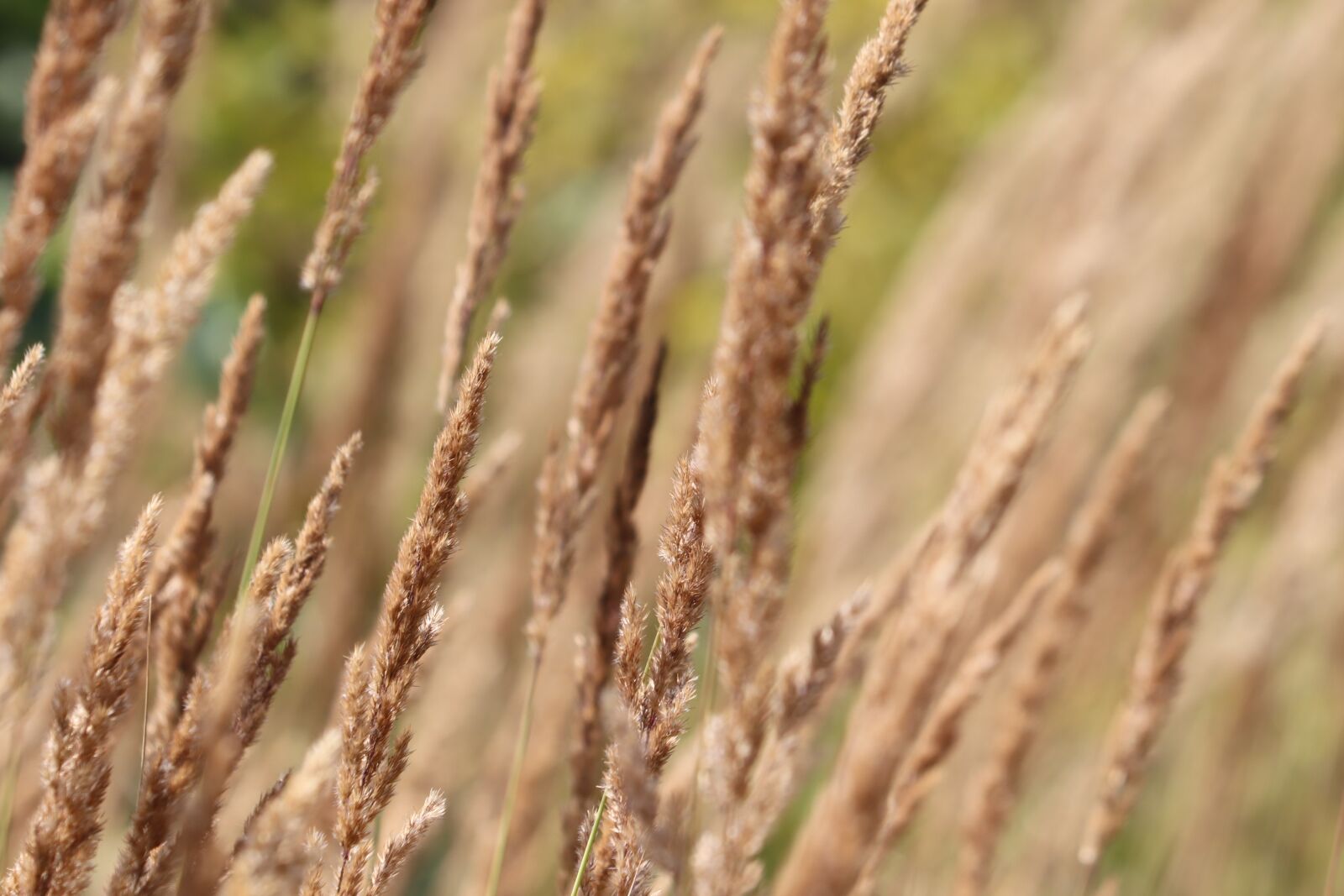 Canon EF 70-300 F4-5.6 IS II USM sample photo. Fern, field, nature photography