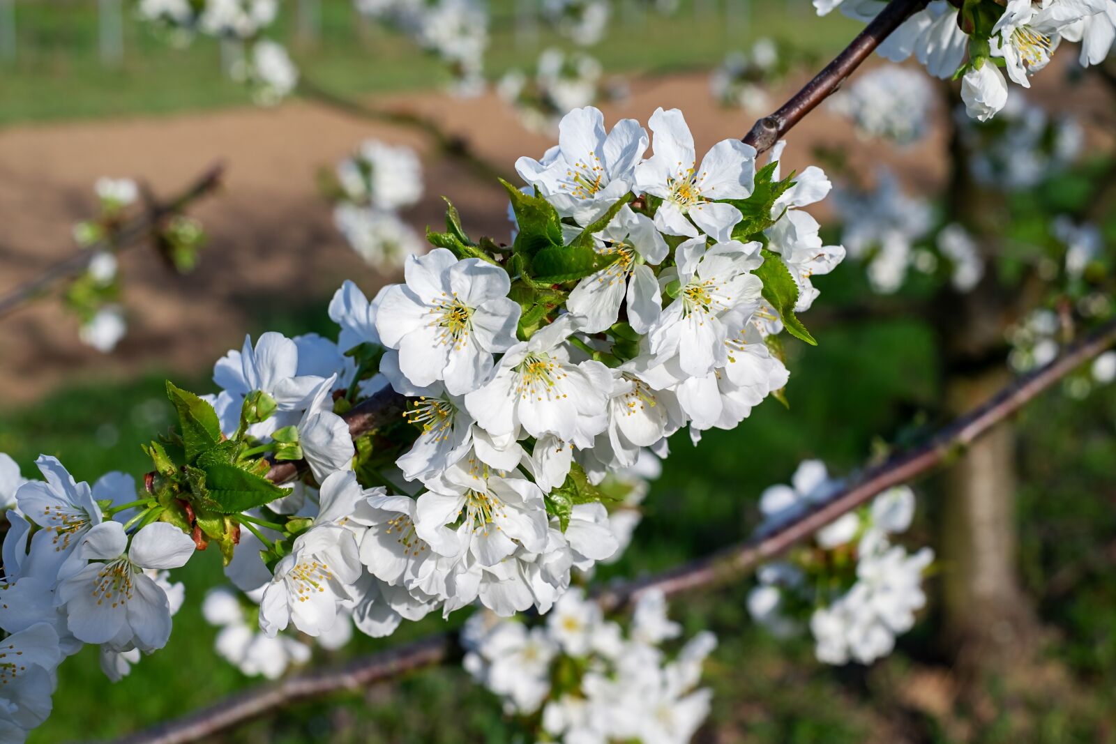 Fujifilm X-T10 + Fujifilm XF 35mm F1.4 R sample photo. Cherry trees, bloom, kaiserstuhl photography