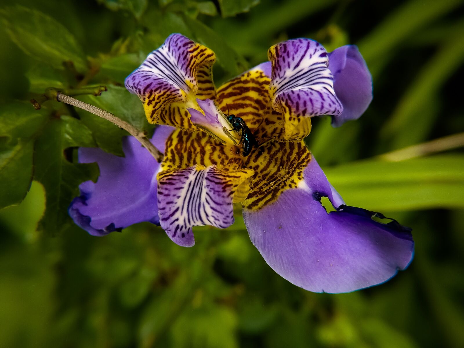 Fujifilm FinePix S4500 sample photo. Nature, flower, beauty photography