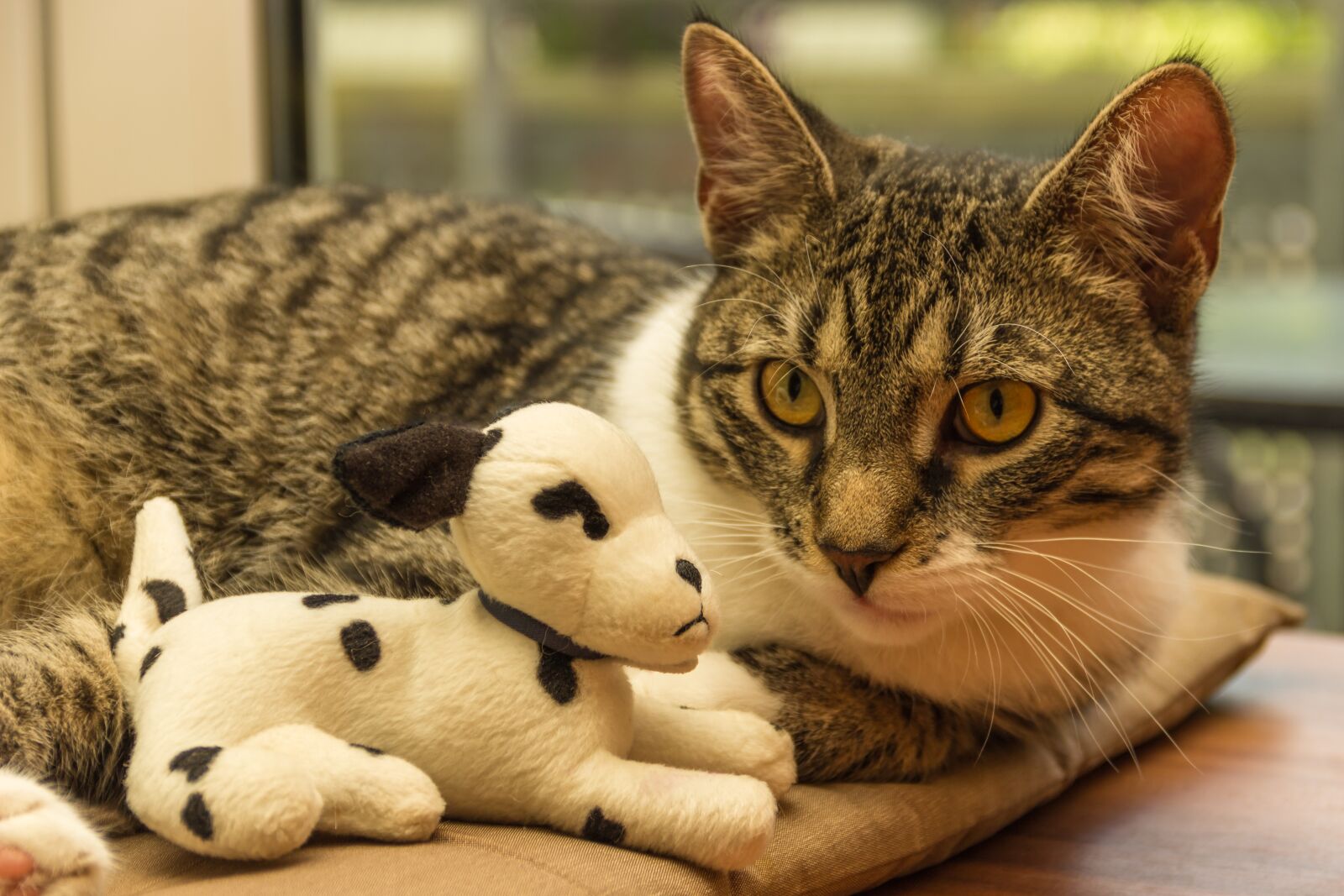 Canon EOS 600D (Rebel EOS T3i / EOS Kiss X5) sample photo. Cat, toys, plush dog photography