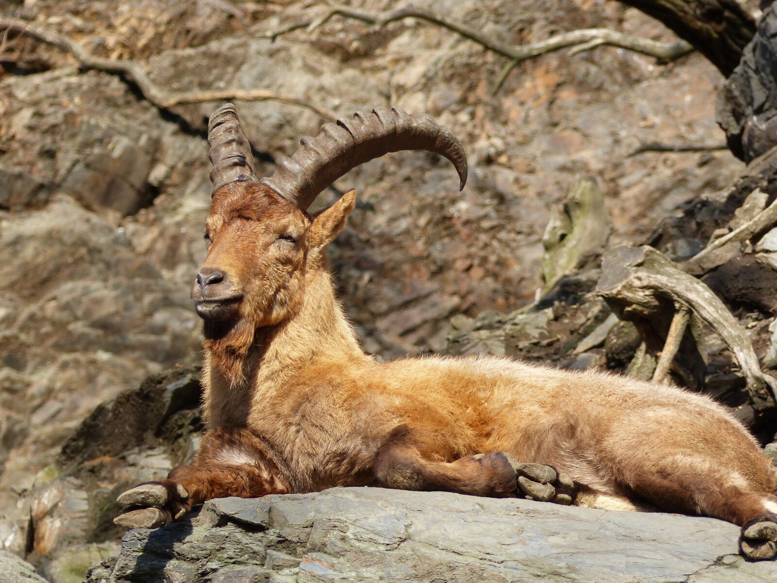 Panasonic Lumix DMC-FZ200 sample photo. Zoo, animals, capricorn photography