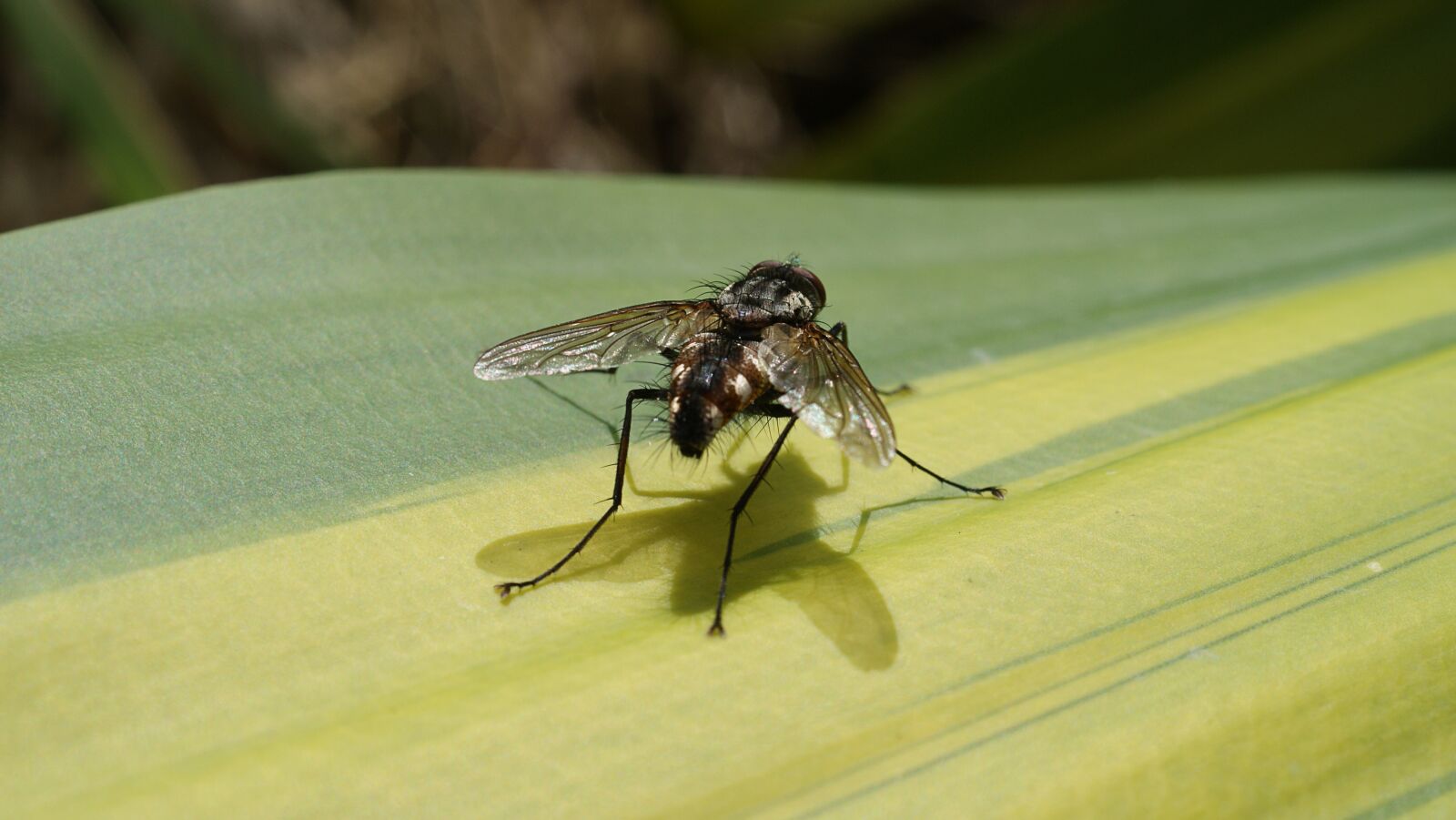 Sony Alpha DSLR-A390 sample photo. Image, insect macro, fly photography