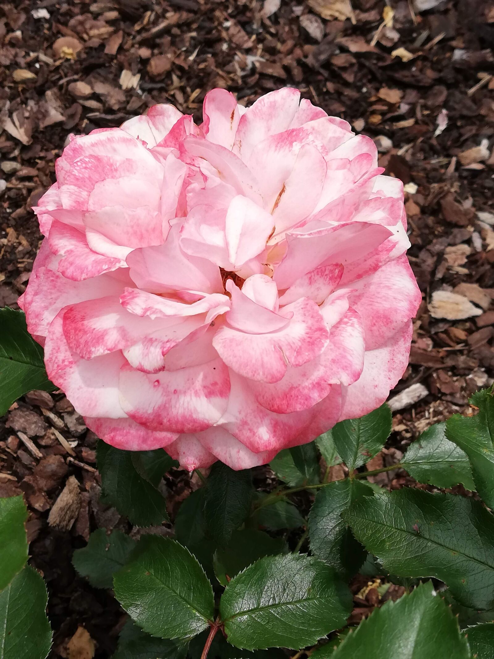 HUAWEI P20 lite sample photo. Rose, blossom, bloom photography