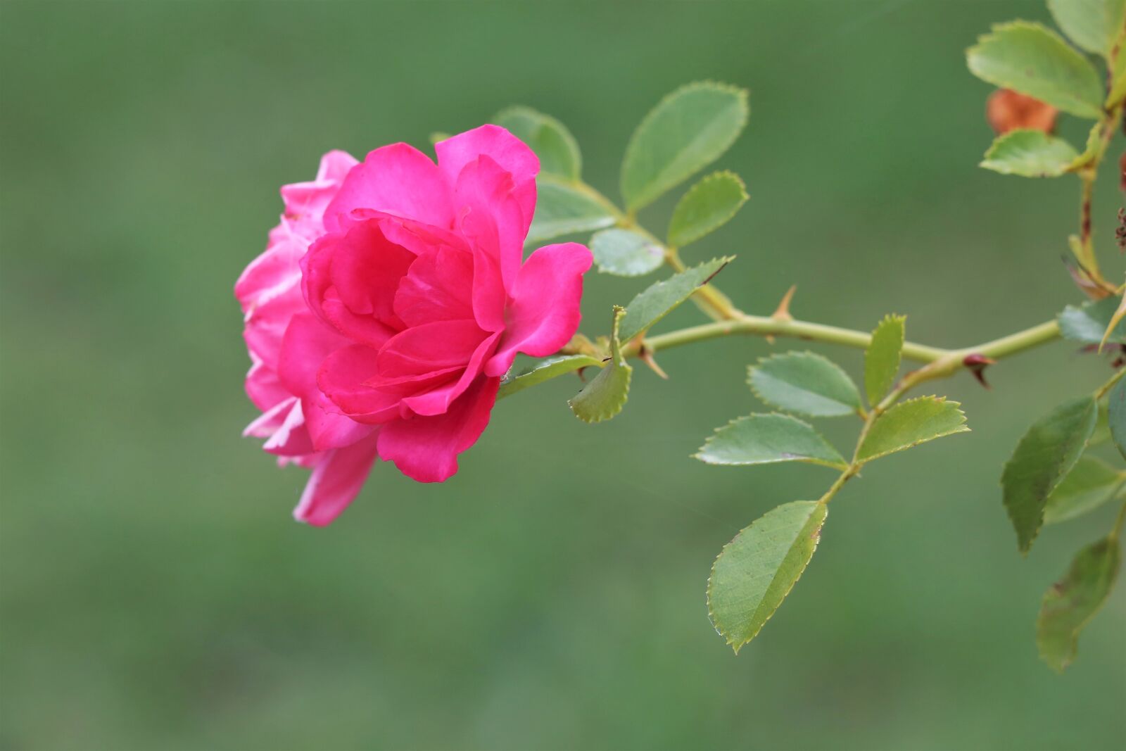 Canon EF 70-300 F4-5.6 IS II USM sample photo. Pink rose, bloom, flower photography