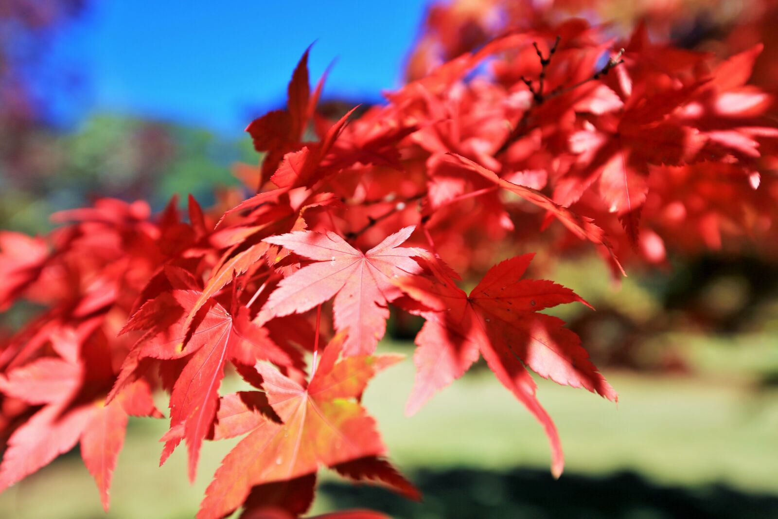 Canon EF 16-35mm F2.8L II USM sample photo. Red, leaves, autumn photography
