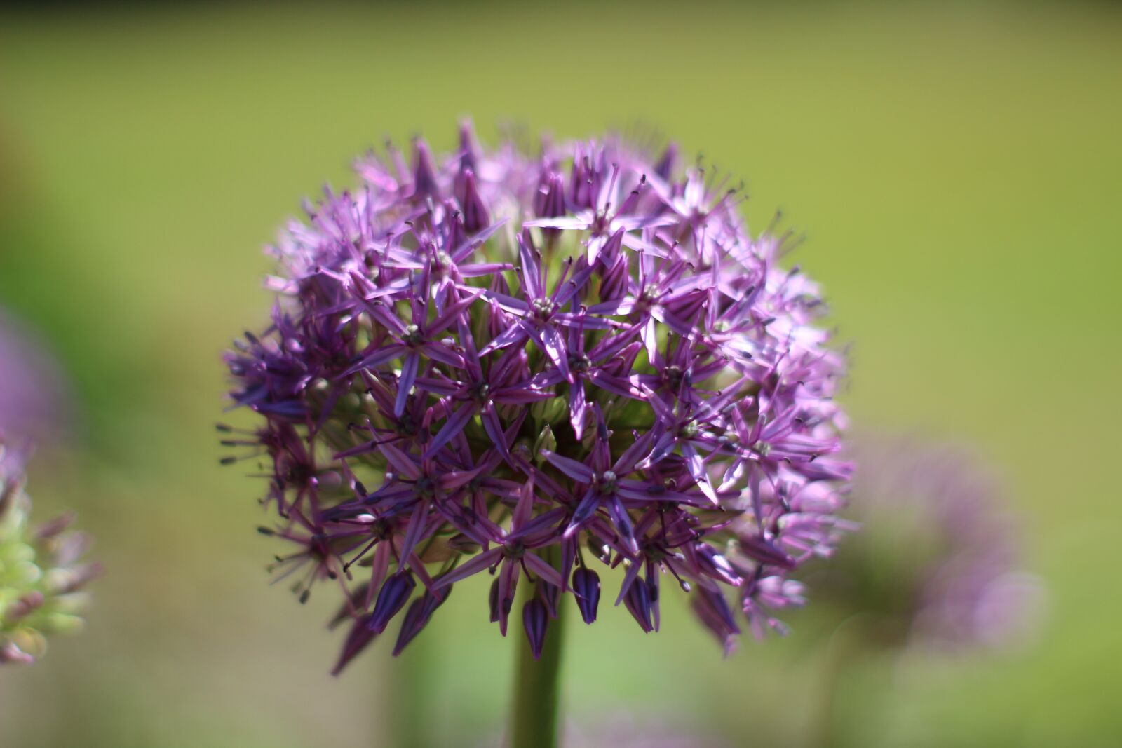 Canon EOS 1300D (EOS Rebel T6 / EOS Kiss X80) sample photo. Allium, blossom, bloom photography