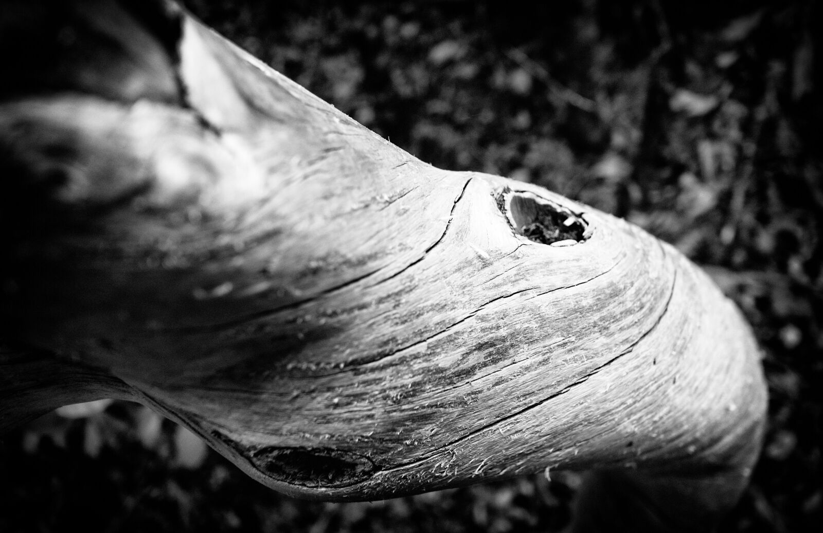 Nikon D80 sample photo. Tree, bark, tree trunk photography