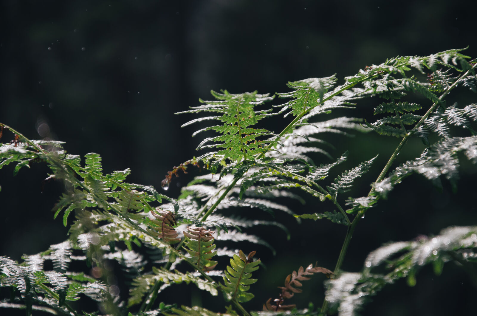 Nikon D5100 sample photo. Forest, green, hiresolution photography