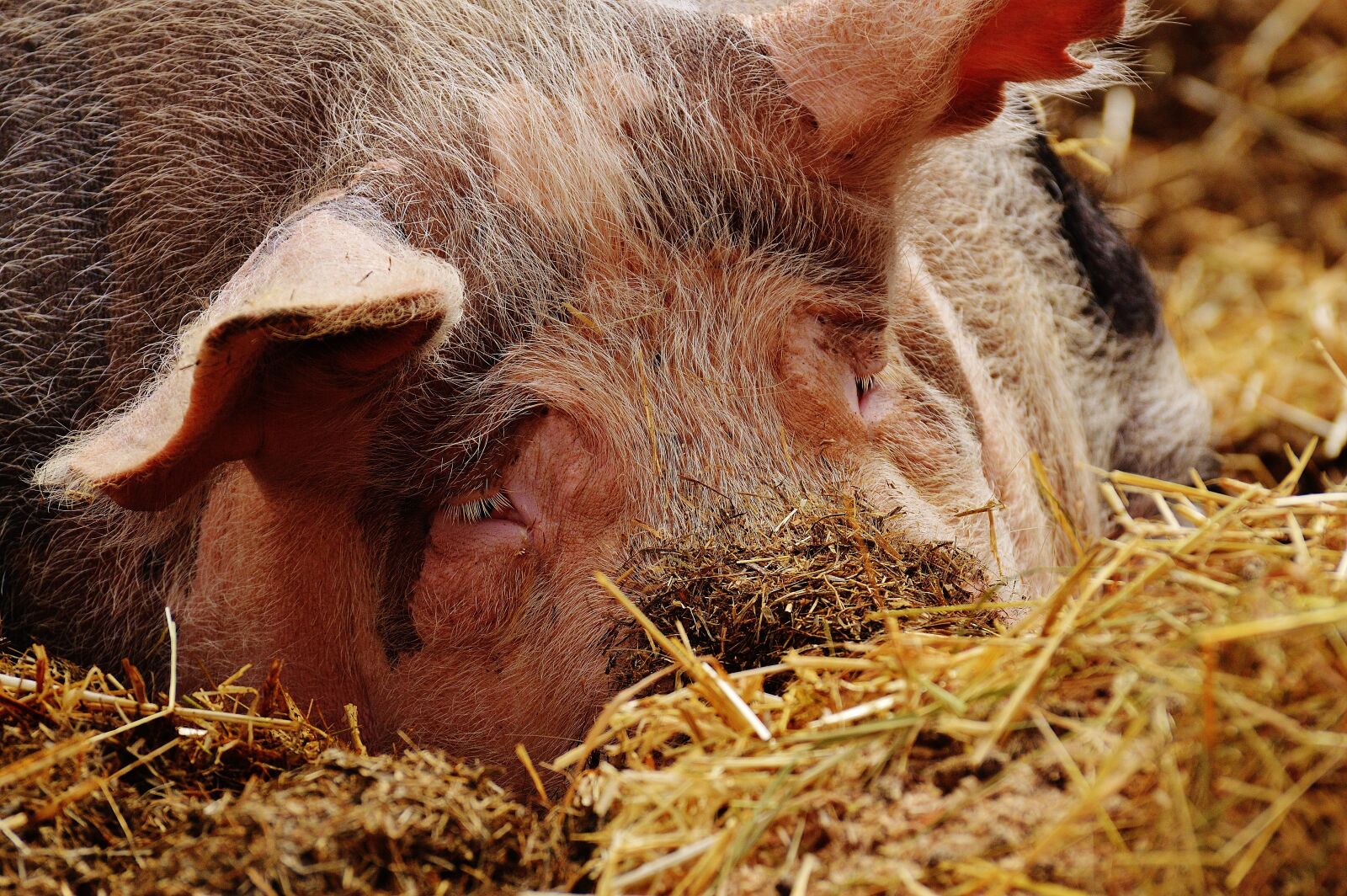 Nikon D3200 sample photo. Pig, sleep, farm photography